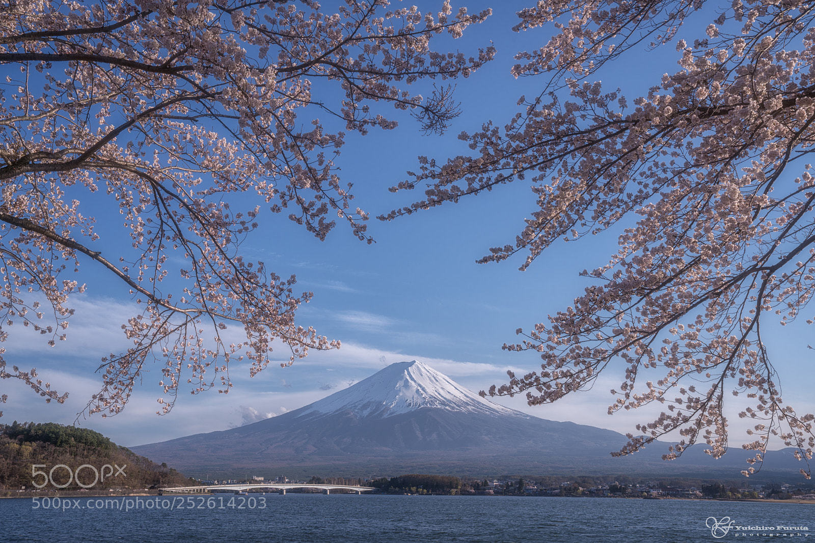 Sony a7R III sample photo. Cherry tree and mt photography