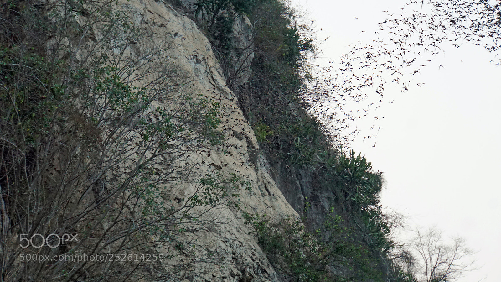 Sony a6000 sample photo. Bats flying out of photography
