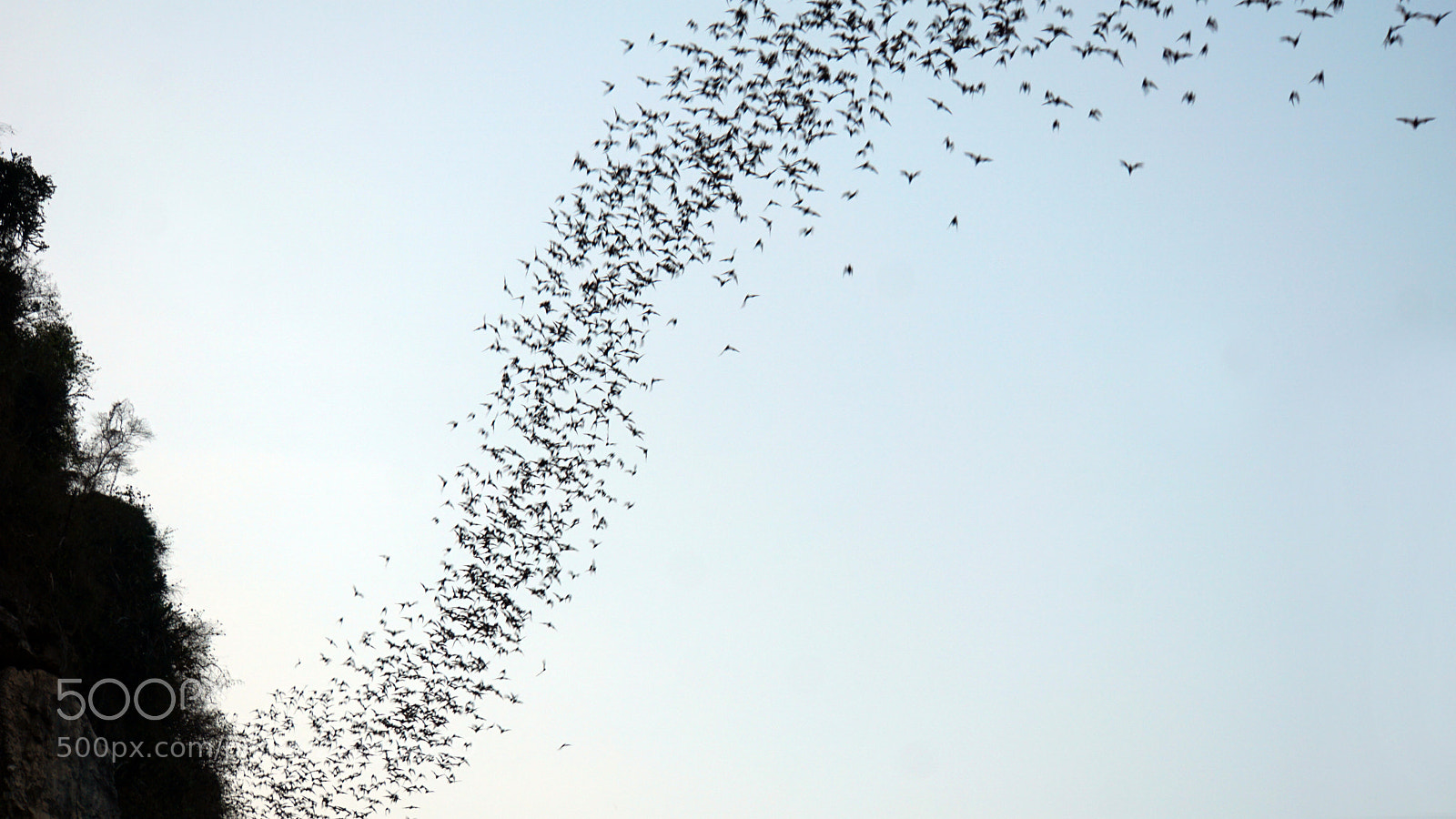 Sony a6000 sample photo. Bats flying out of photography
