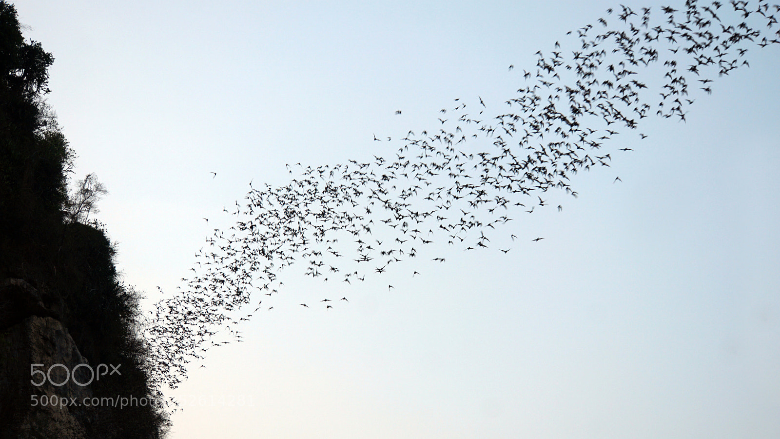 Sony a6000 sample photo. Bats flying out of photography
