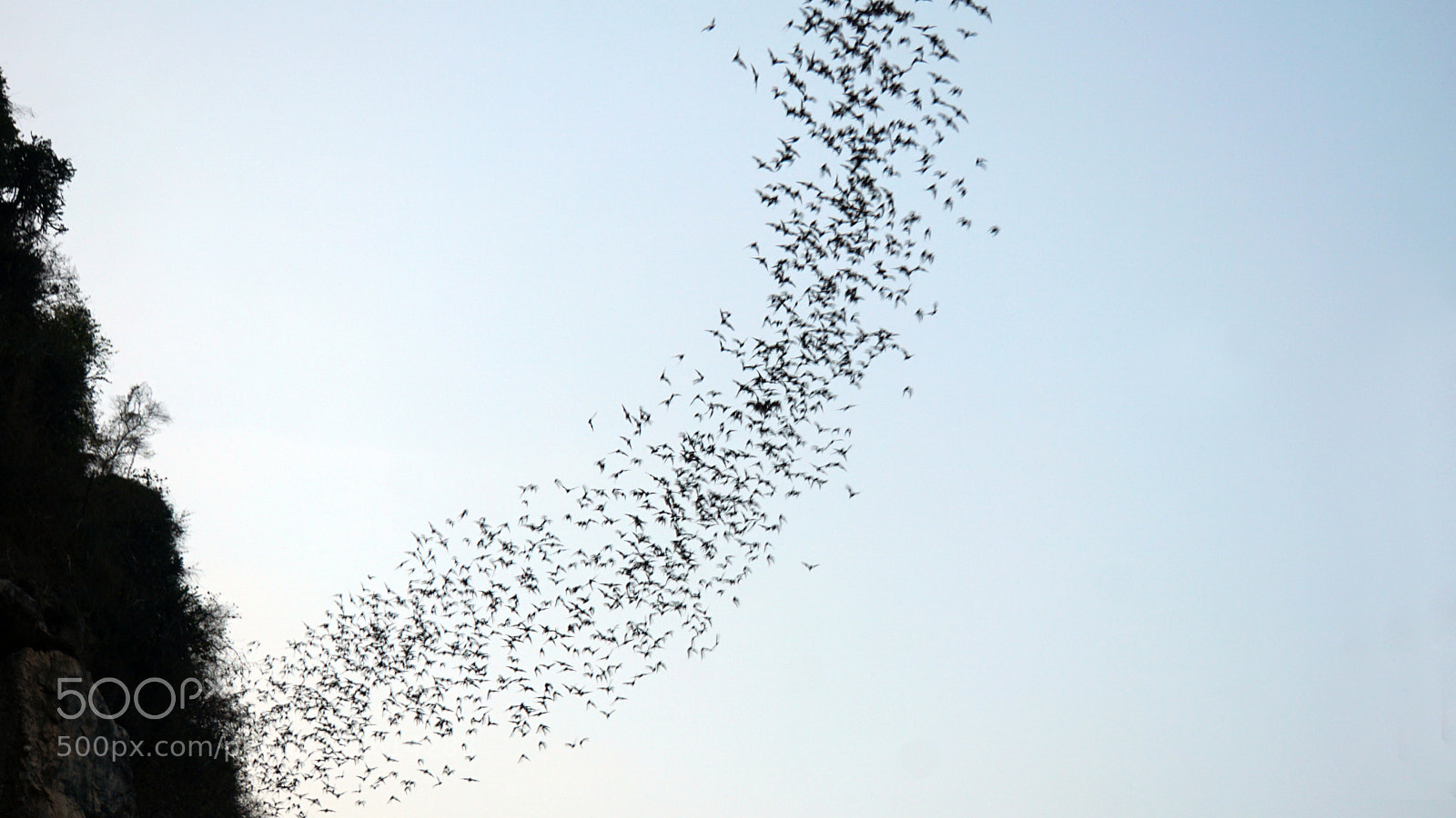 Sony a6000 sample photo. Bats flying out of photography