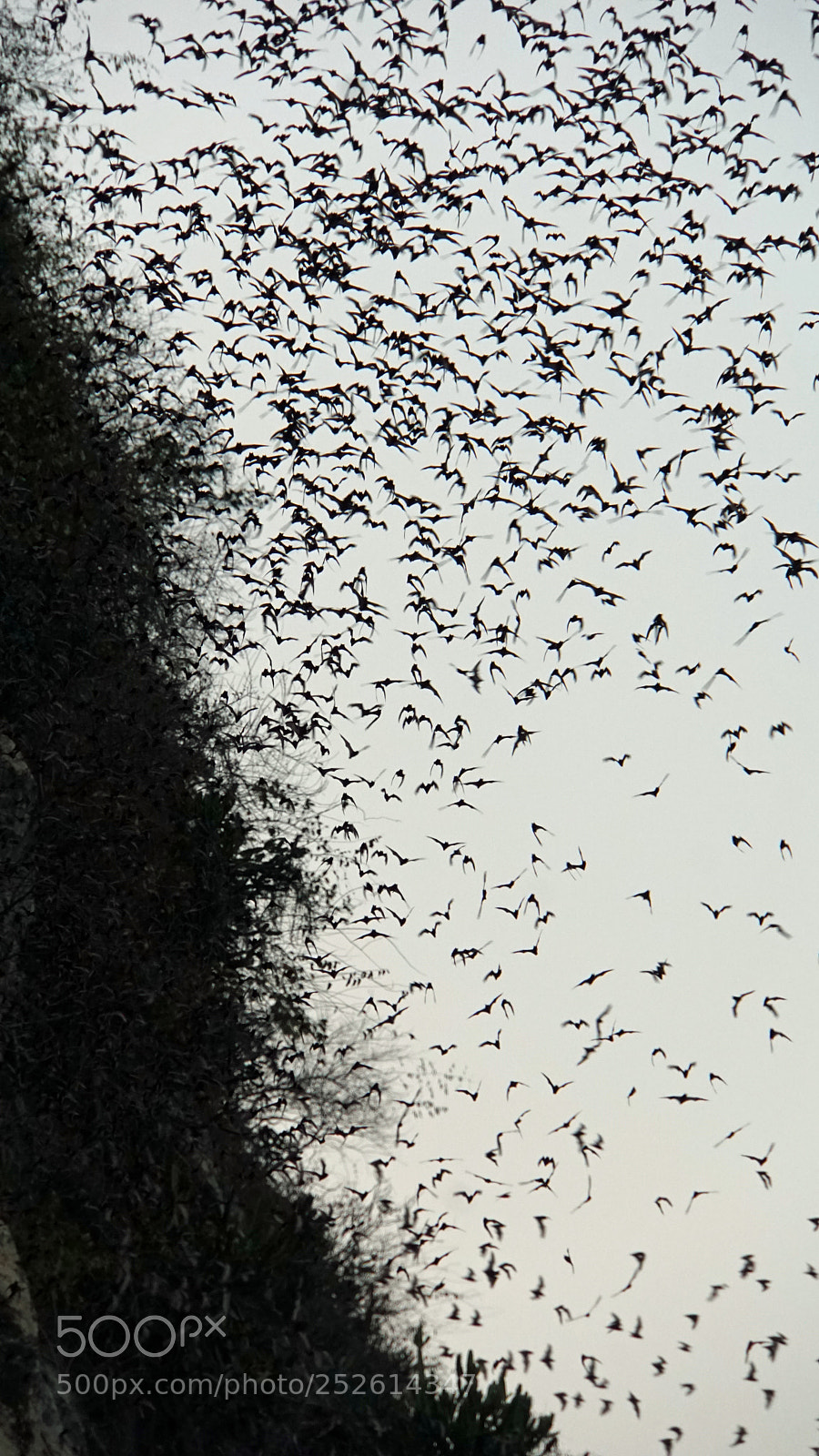 Sony a6000 sample photo. Bats flying out of photography