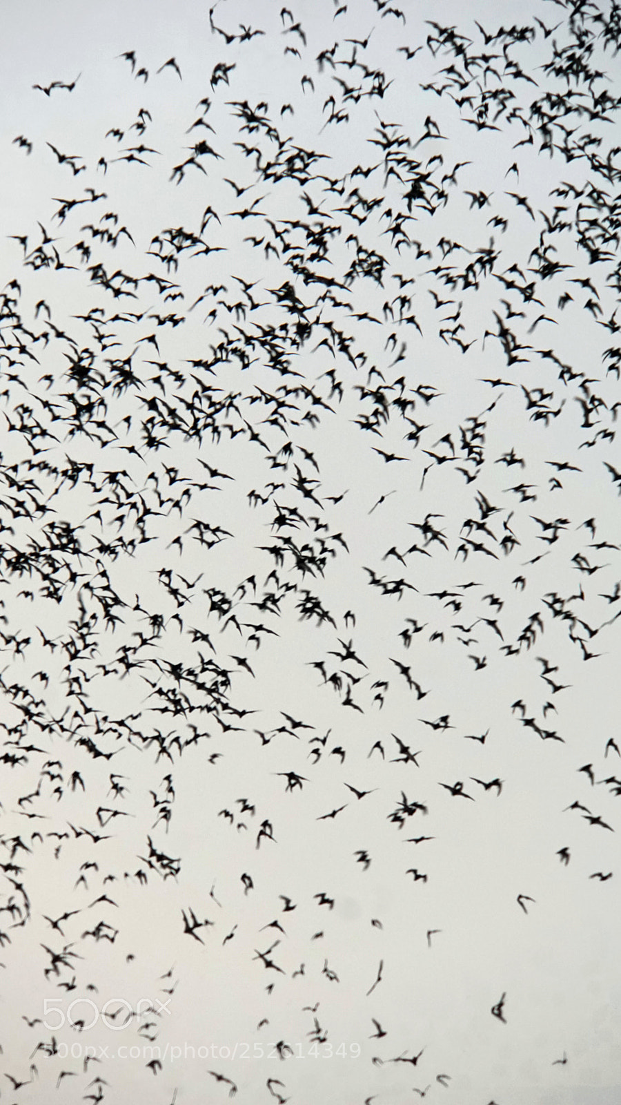 Sony a6000 sample photo. Bats flying out of photography
