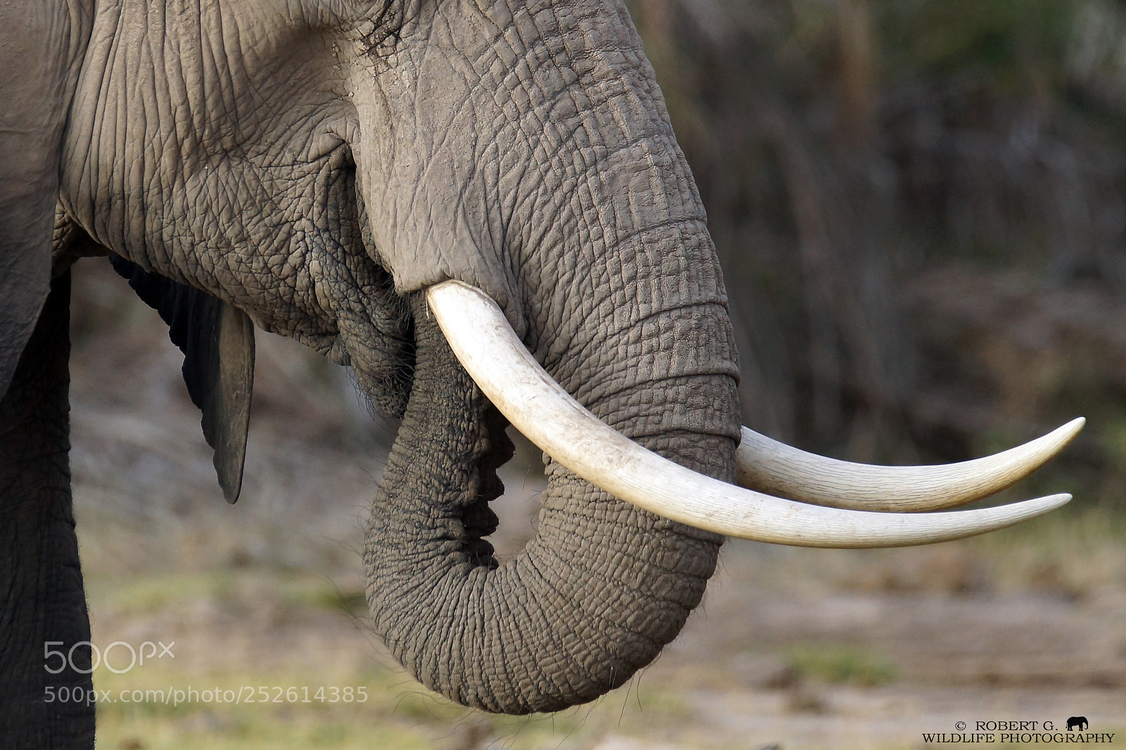 Sony SLT-A77 sample photo. Elephant photography