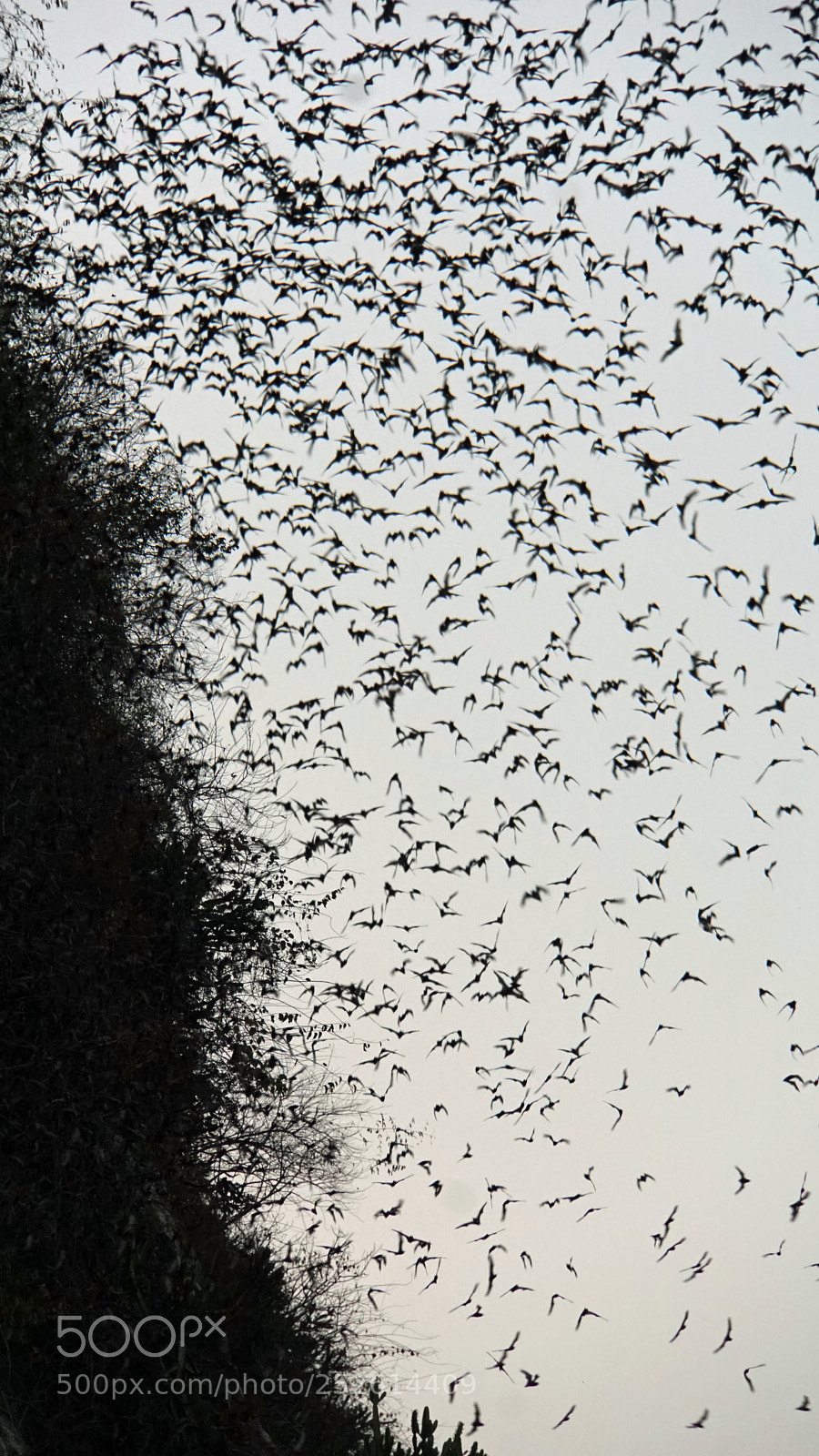 Sony a6000 sample photo. Bats flying out of photography