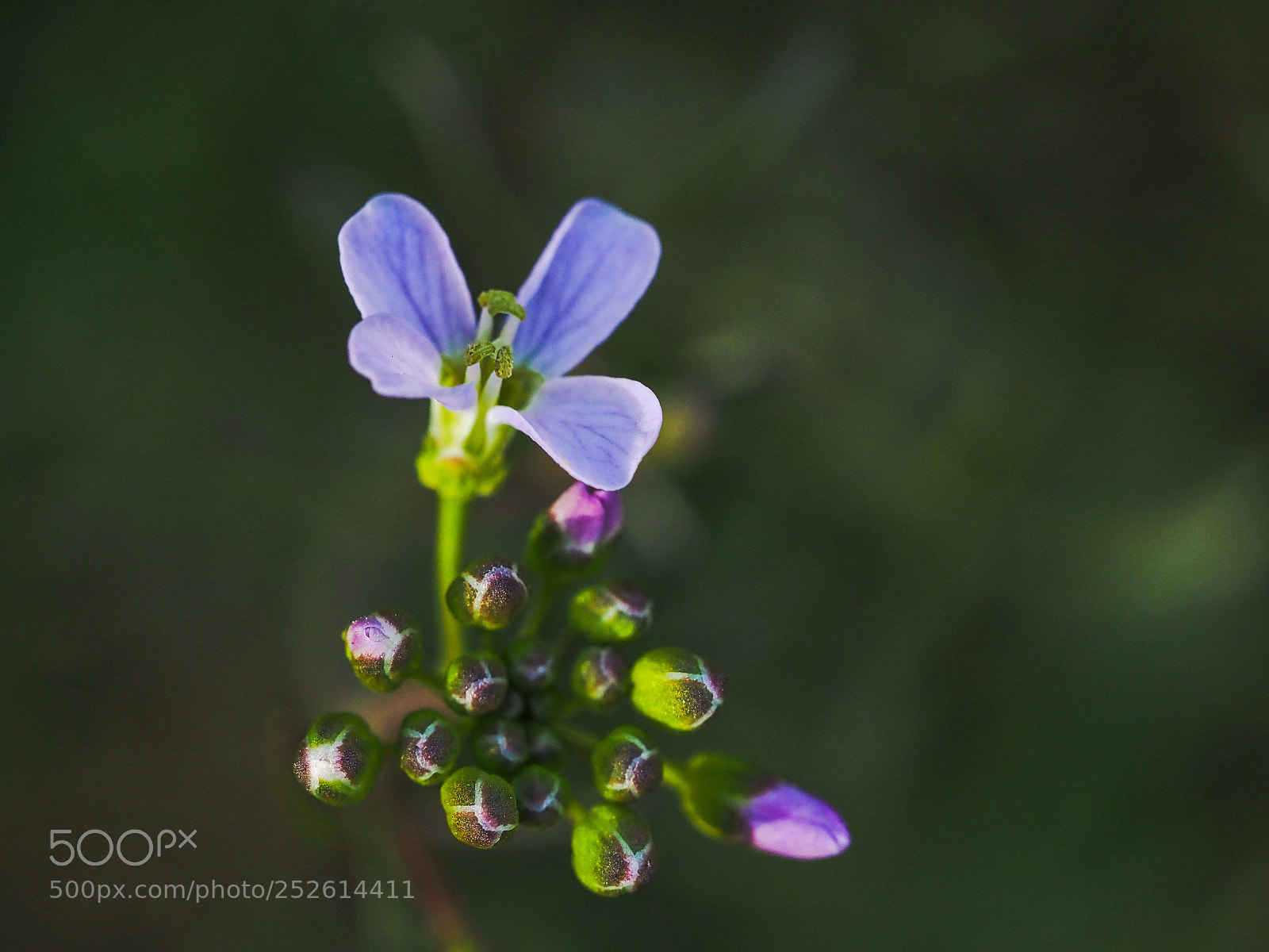 Olympus OM-D E-M1 Mark II sample photo. Field flower photography