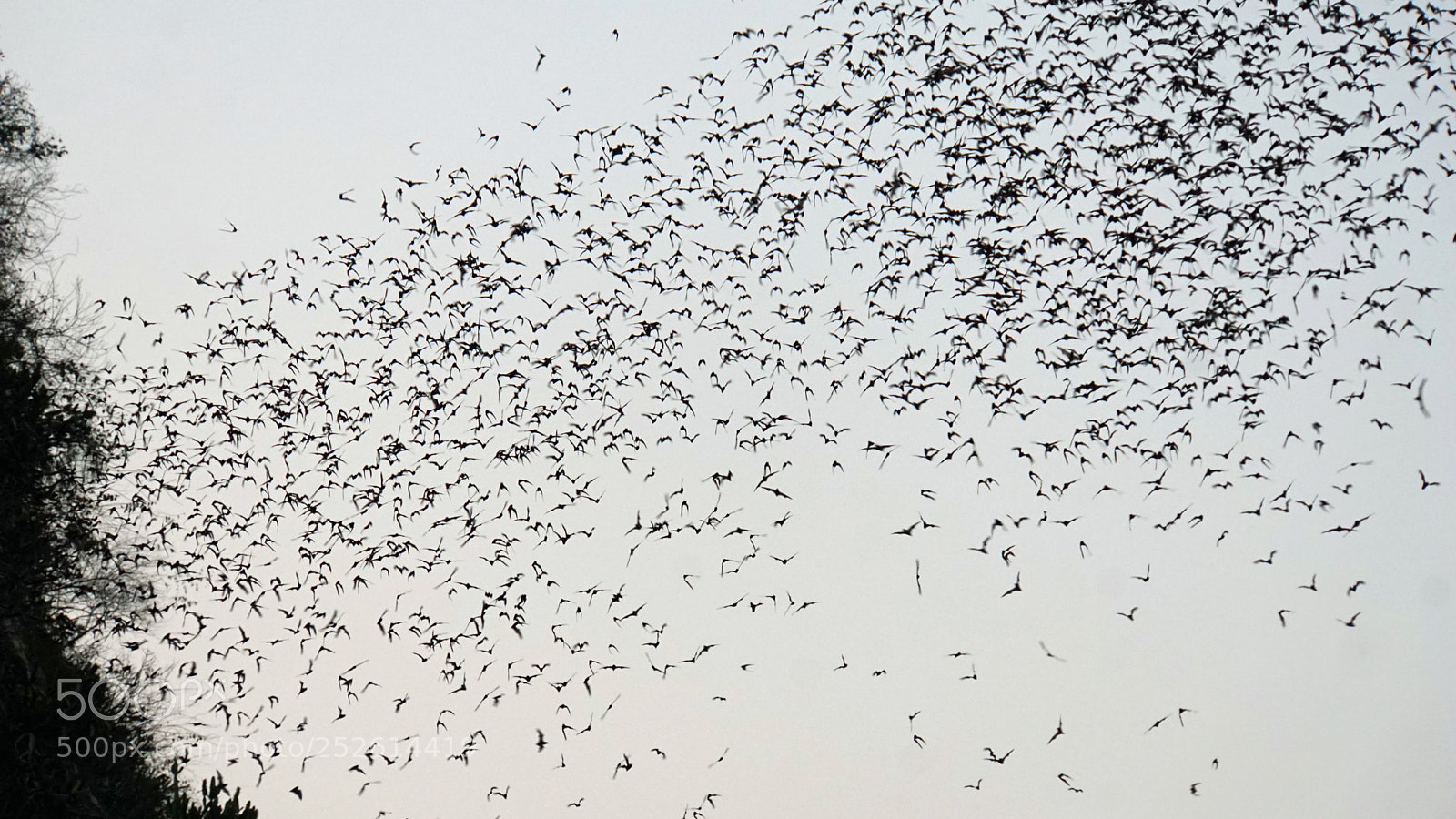 Sony a6000 sample photo. Bats flying out of photography