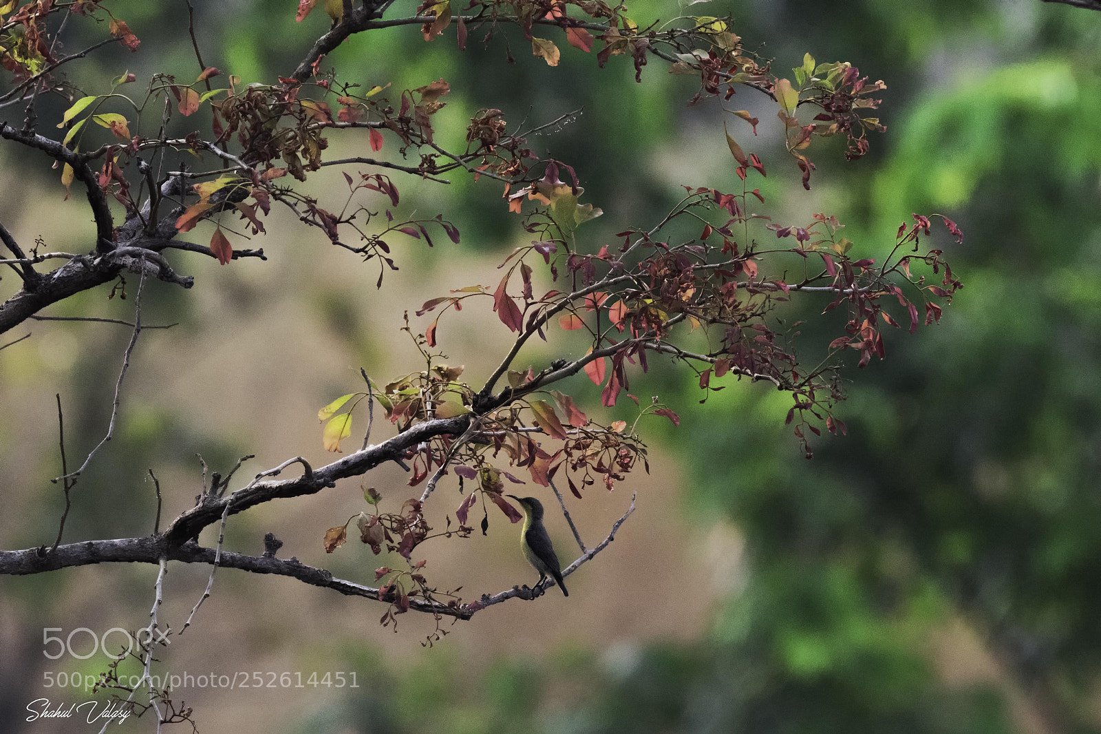 Nikon D500 sample photo. Sunbird photography