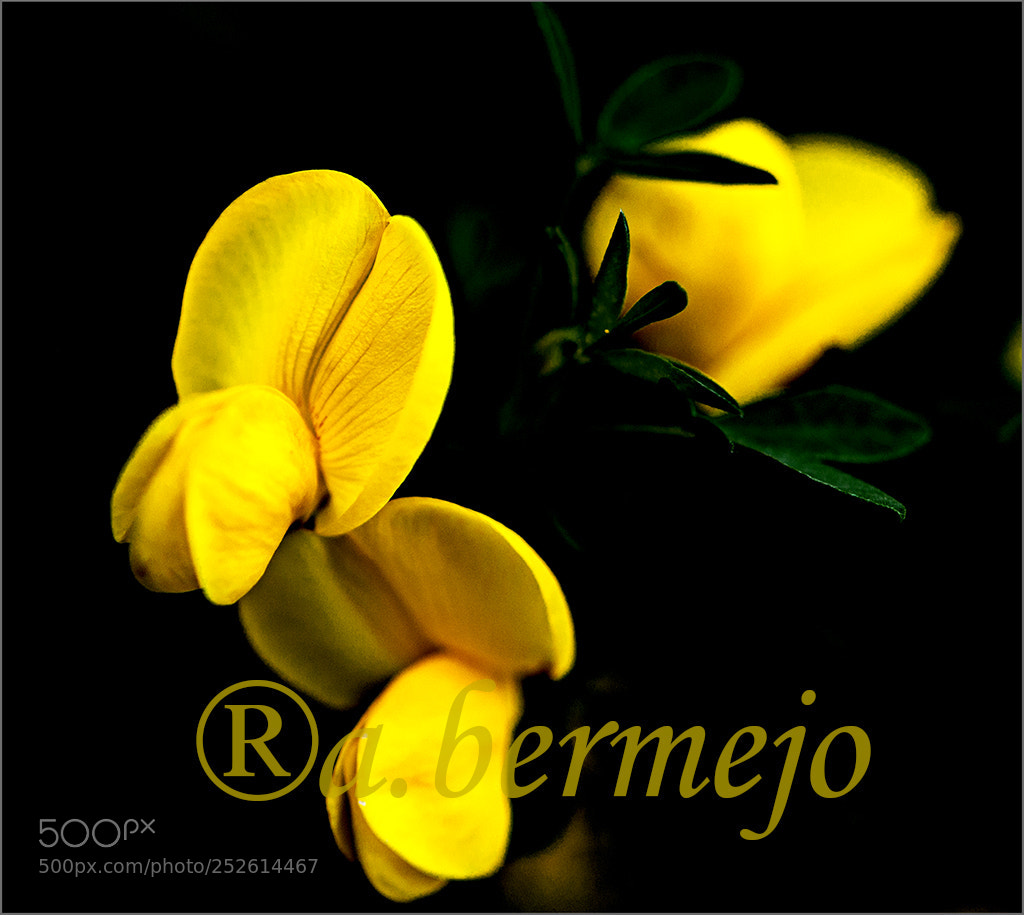Nikon D90 sample photo. Flores de primavera photography