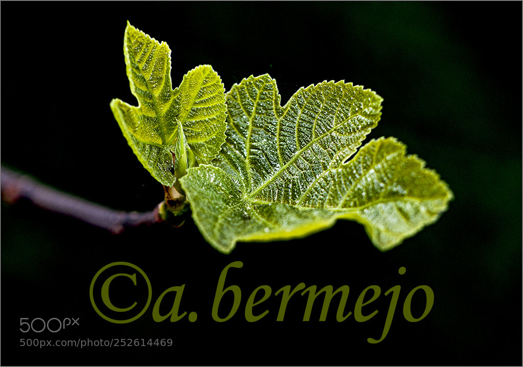 Nikon D90 sample photo. Hojas photography