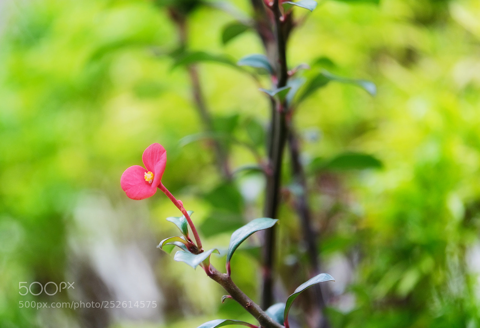 Fujifilm X-T20 sample photo. Red photography