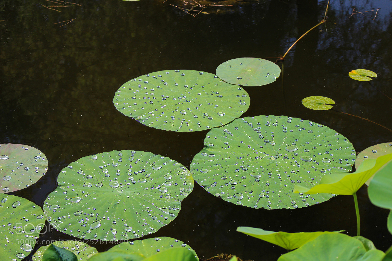 Canon EOS 100D (EOS Rebel SL1 / EOS Kiss X7) sample photo. Waterproof leaves photography