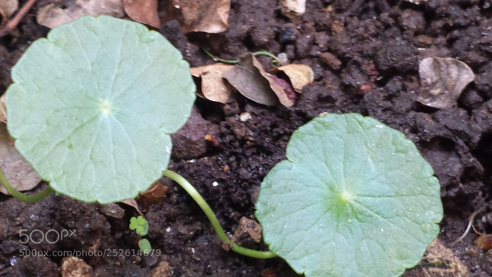 Samsung Galaxy S4 sample photo. Untitled photography