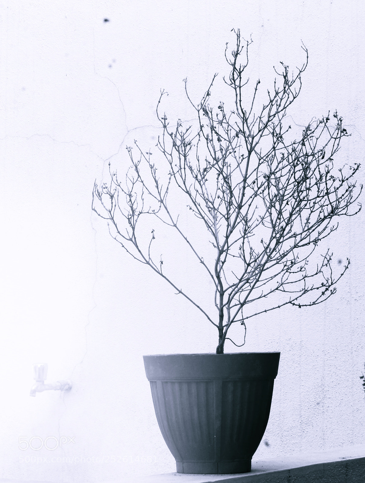 Canon EF-S 55-250mm F4-5.6 IS II sample photo. Plant never die photography
