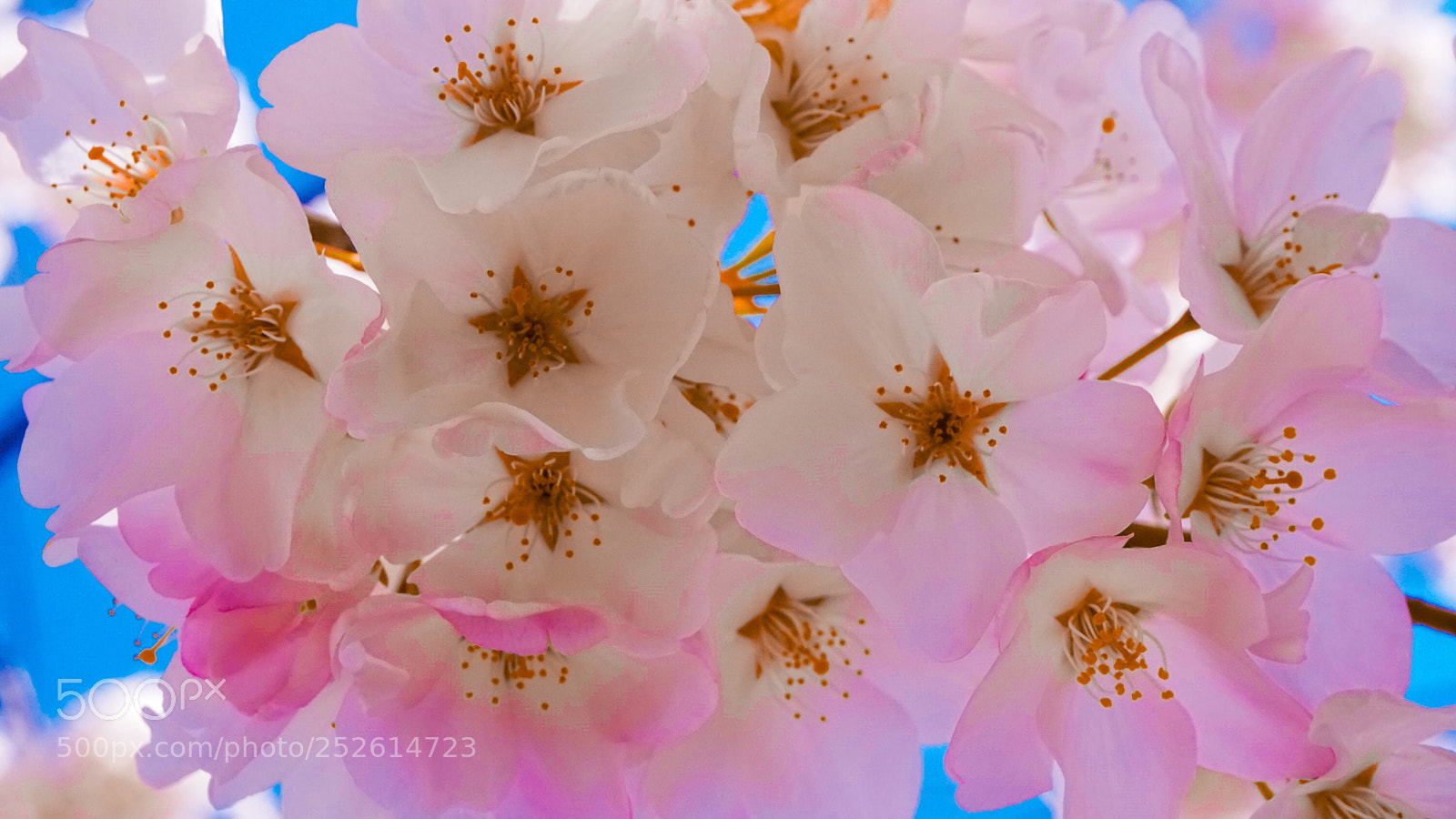 Sony a6500 sample photo. Colorful cherry blossoms  photography