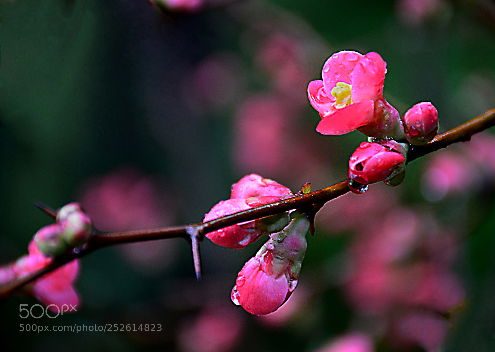 Nikon D5200 sample photo. Blossom after rain photography