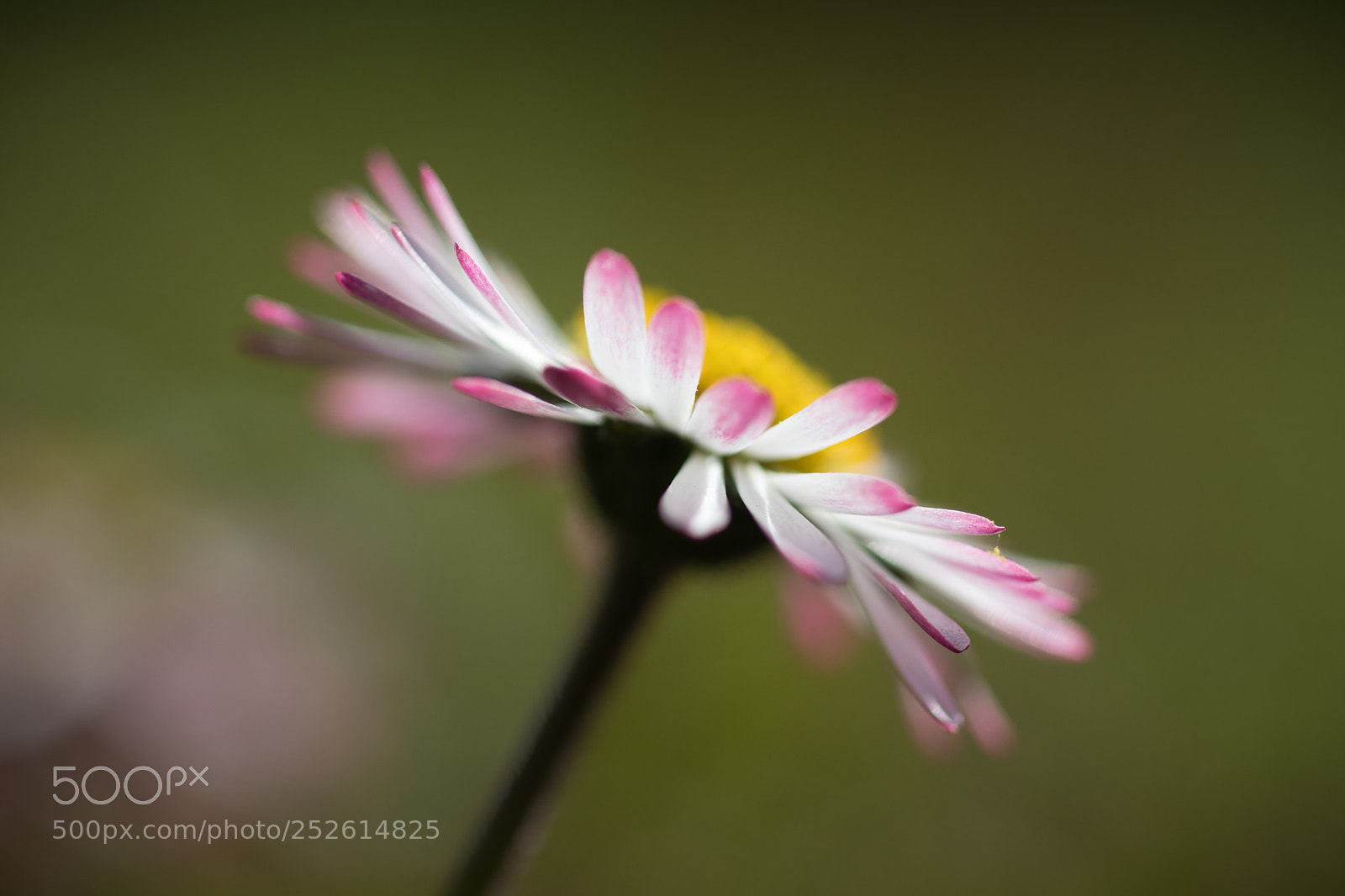 Canon EOS 80D sample photo. Kleiner frühlingsgruß photography