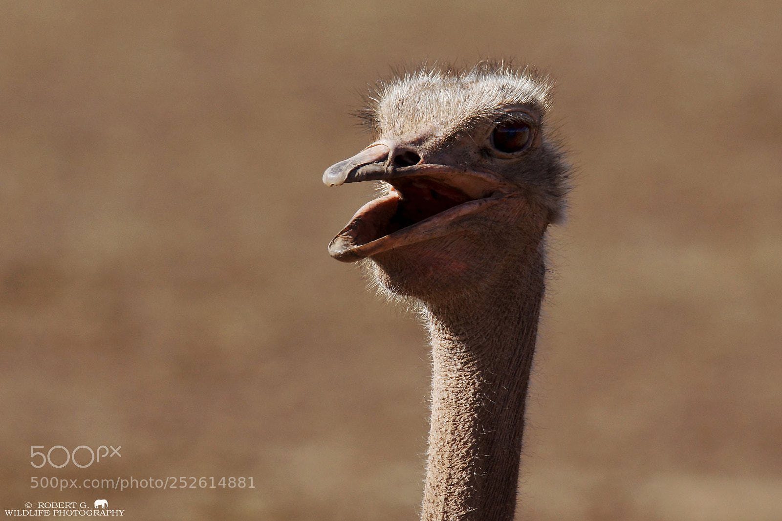 Sony SLT-A77 sample photo. Ostrich portrait photography