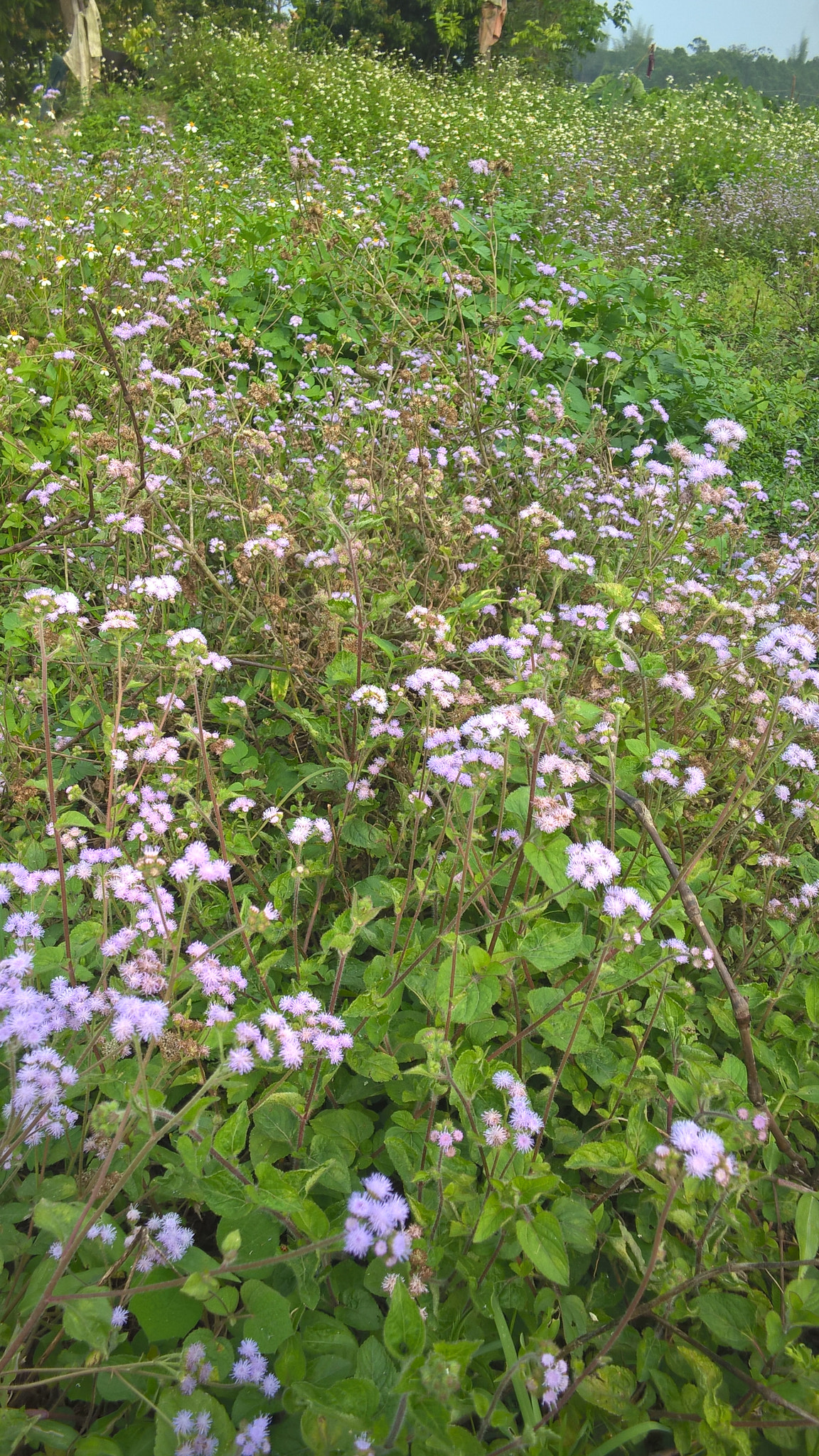 Nokia RM-984 sample photo. 15.jpg photography