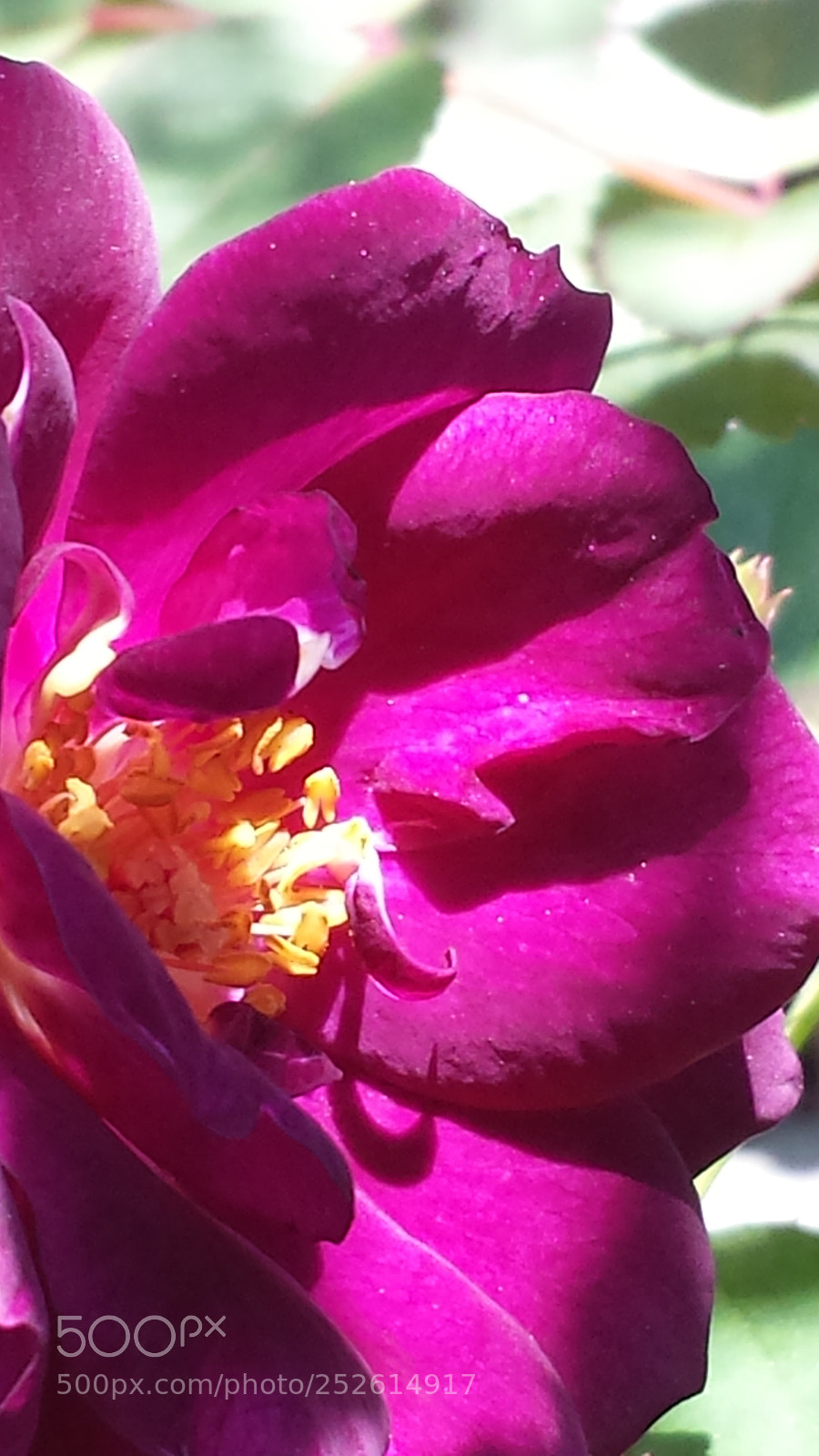 Samsung Galaxy S4 sample photo. Untitled photography