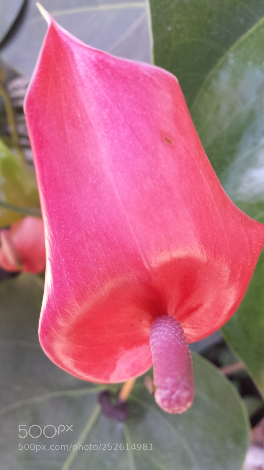 Samsung Galaxy S4 sample photo. Untitled photography
