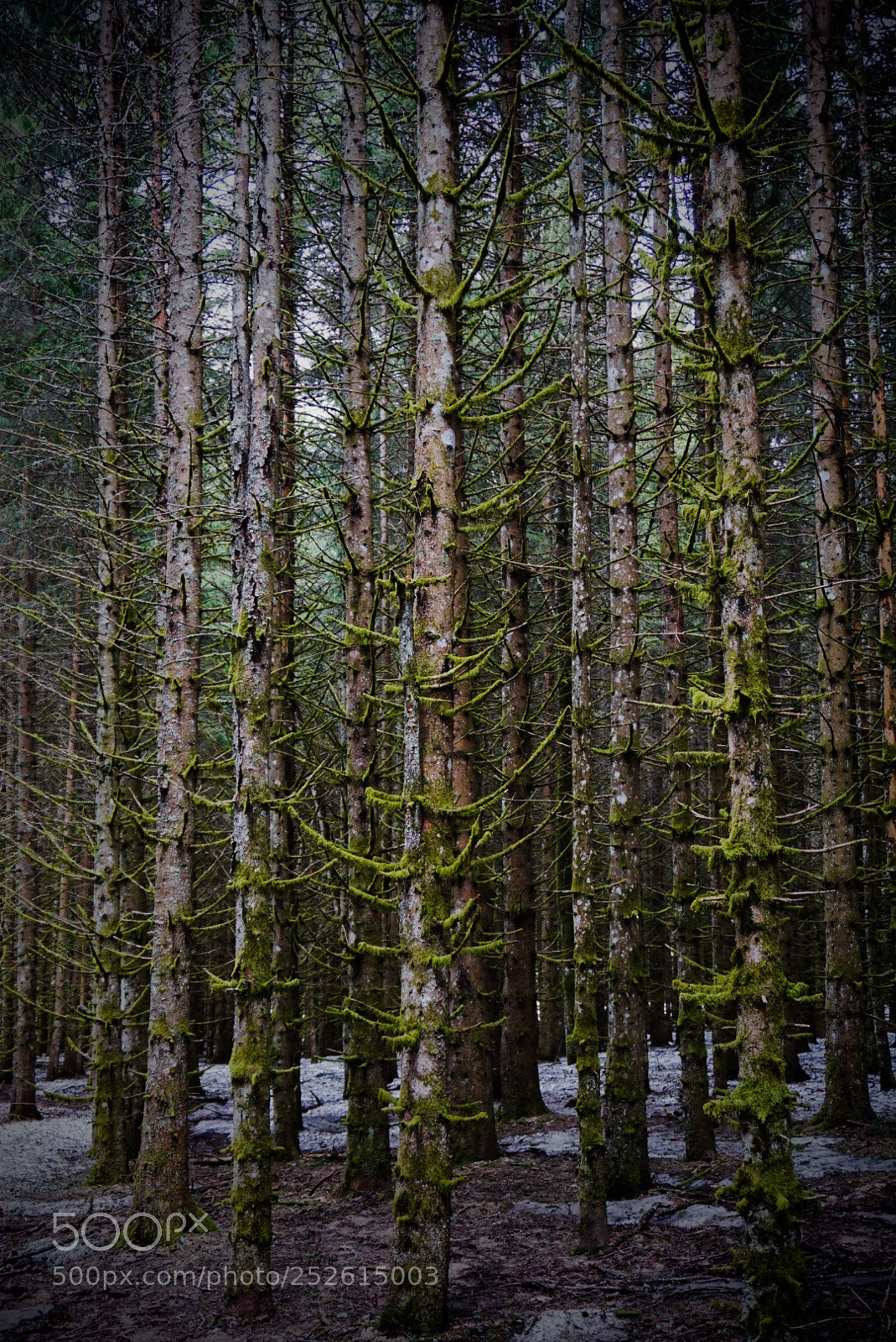 Sony a6000 sample photo. Forêt photography