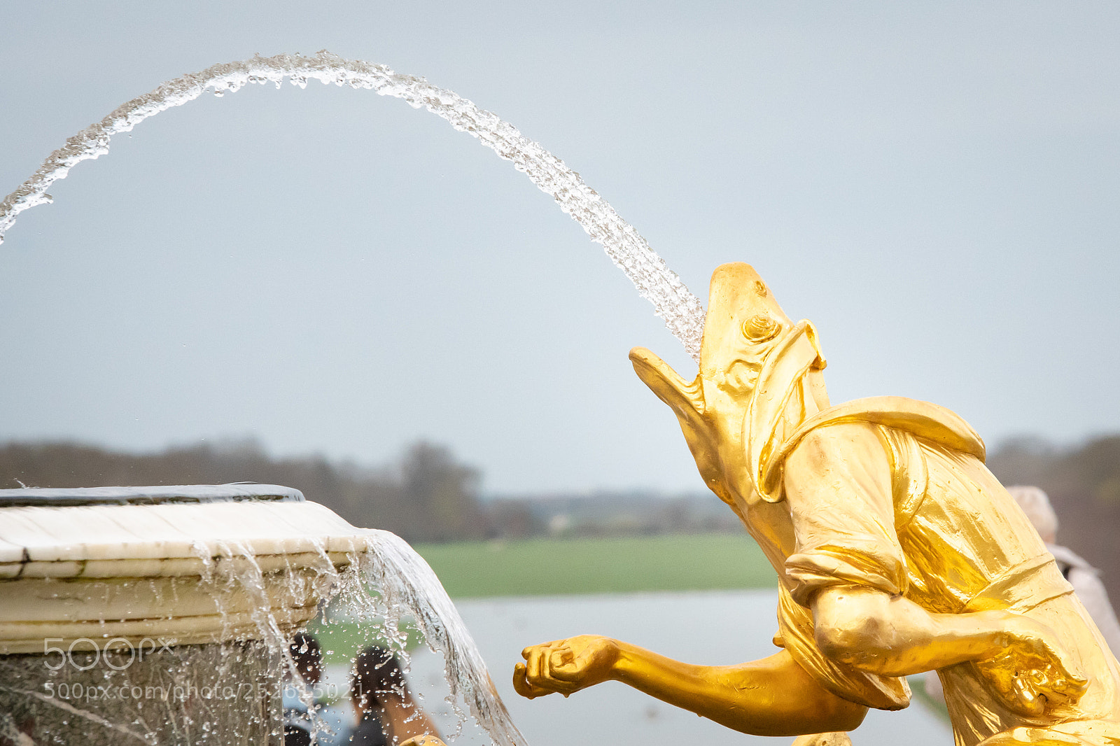 Nikon D500 sample photo. Mi-grenouille photography