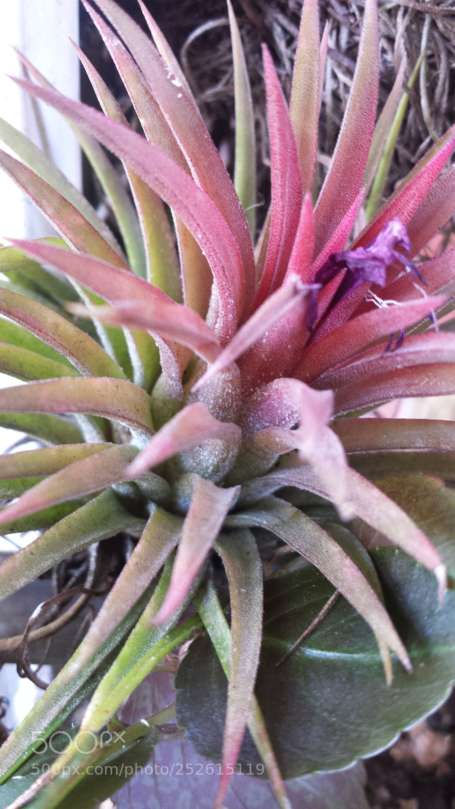 Samsung Galaxy S4 sample photo. Untitled photography