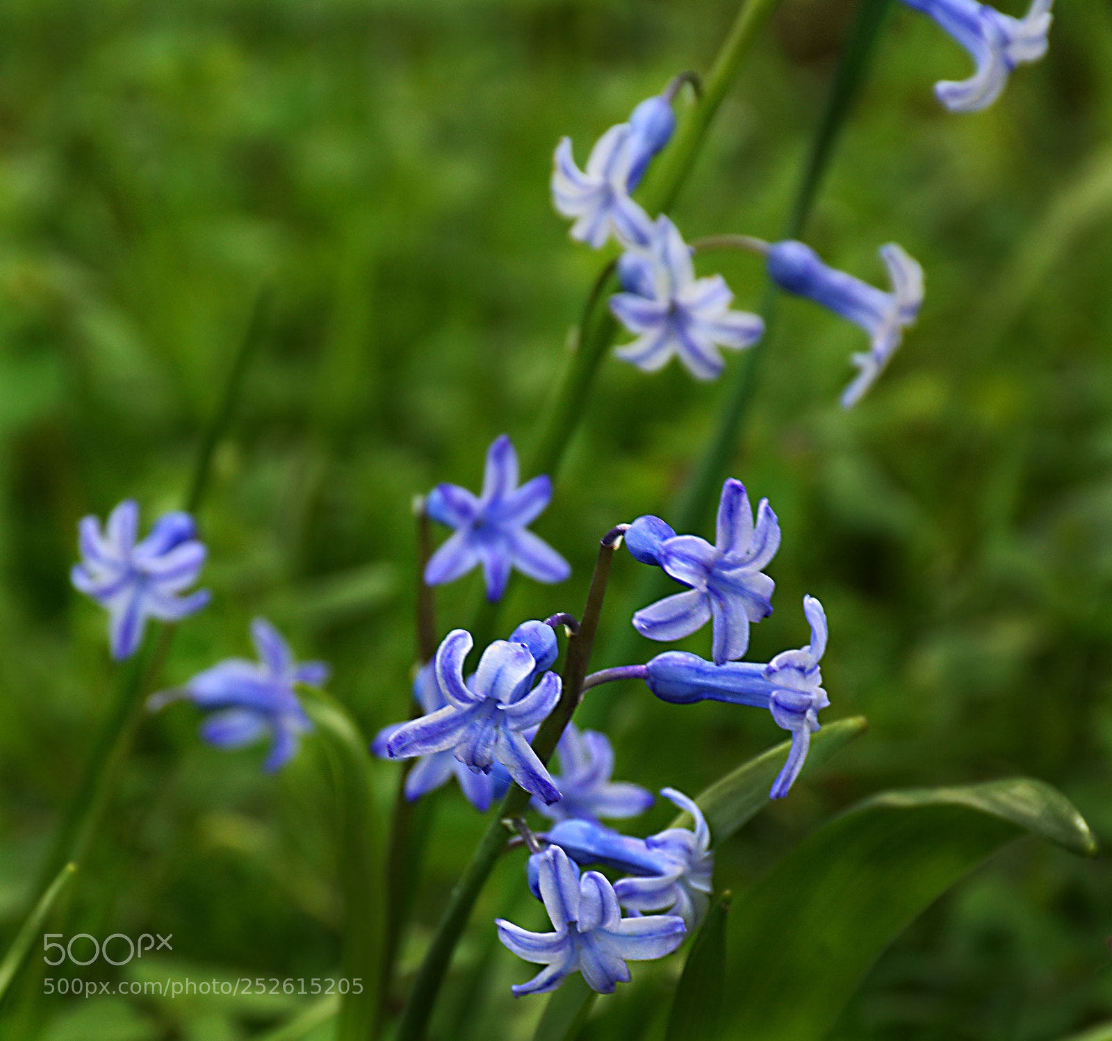 Nikon D5200 sample photo. Blue flower photography