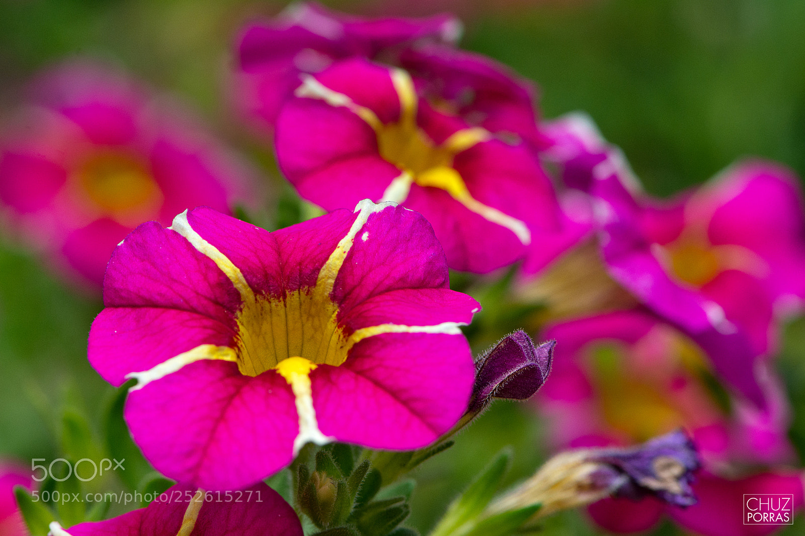 Nikon D7100 sample photo. Pink flowers photography