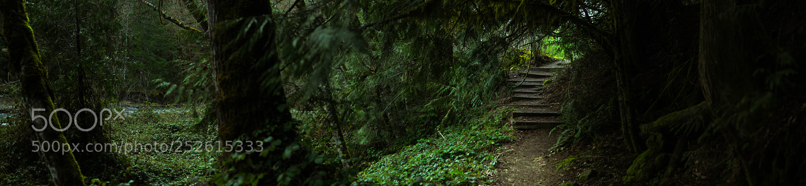 Nikon D7200 sample photo. Oregon forest footpath photography