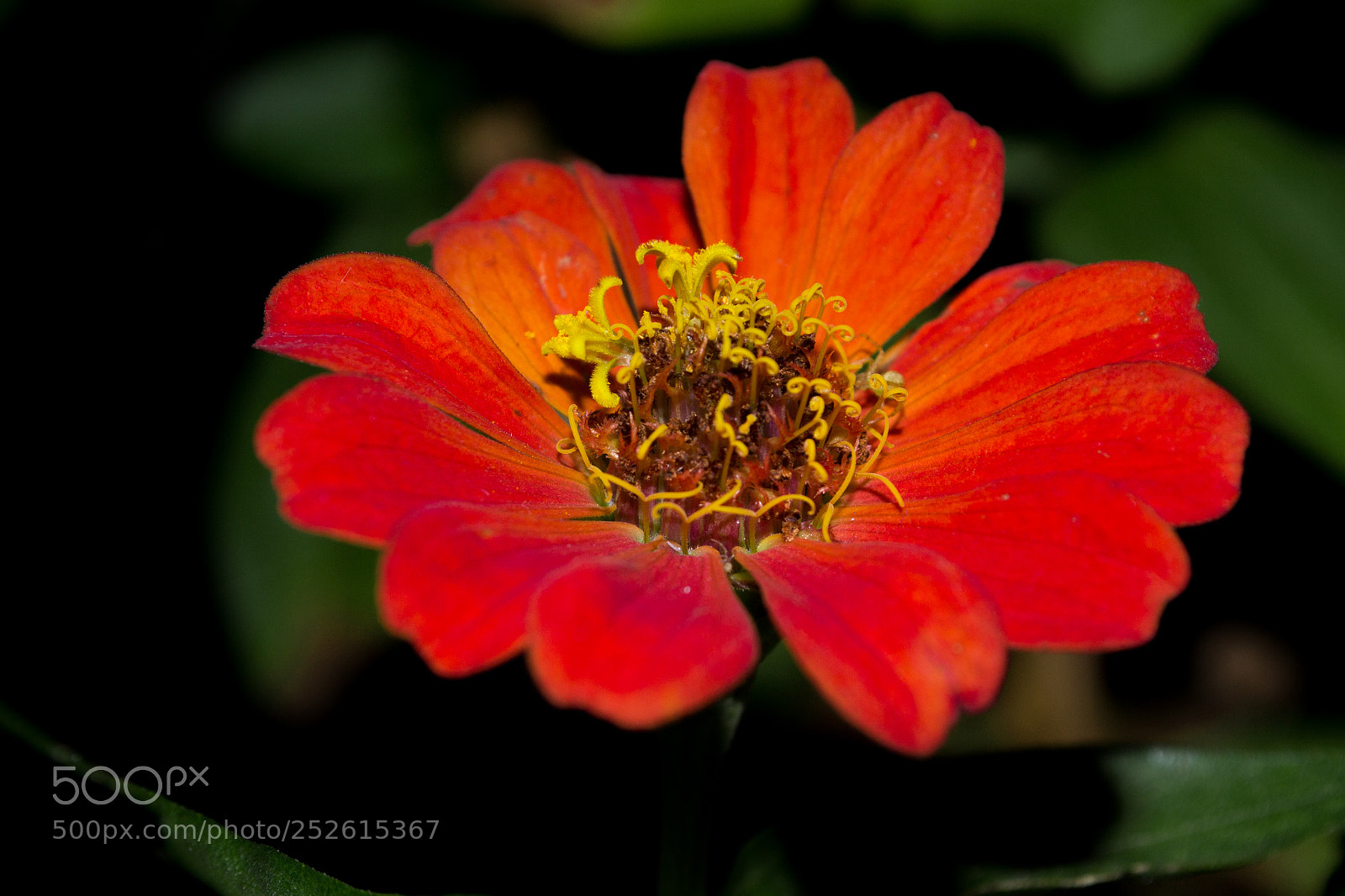 Nikon D3100 sample photo. Flor photography