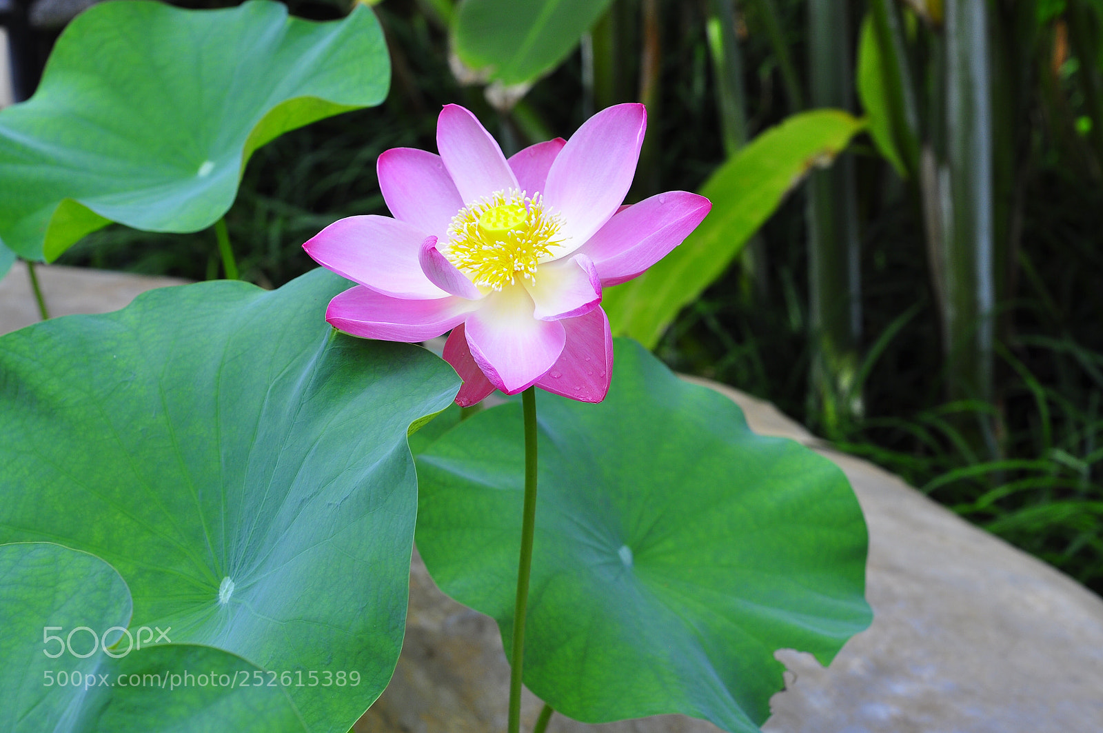 Nikon D90 sample photo. Untitled photography
