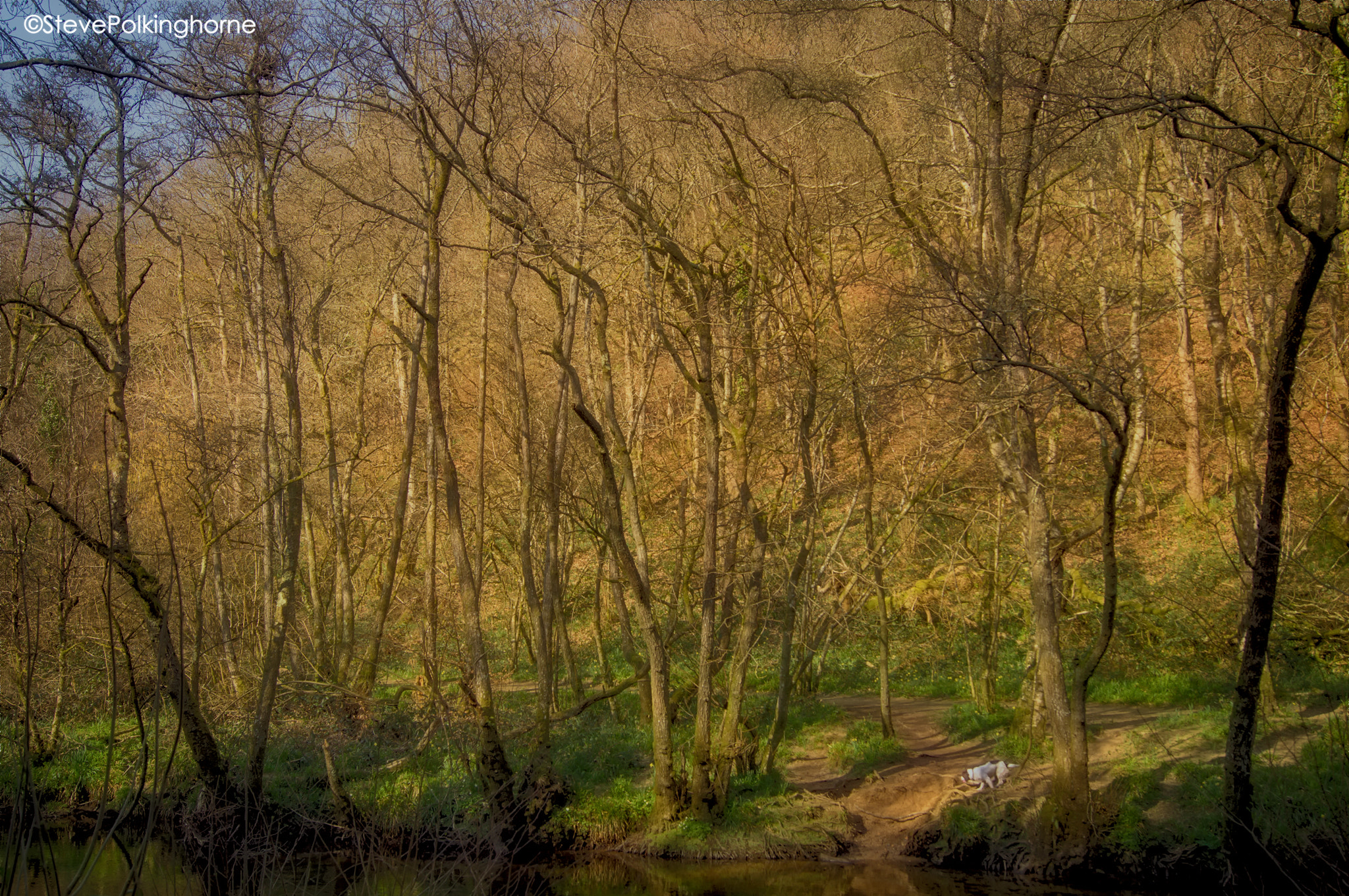 Sony SLT-A35 sample photo. Dunsford wood, photography