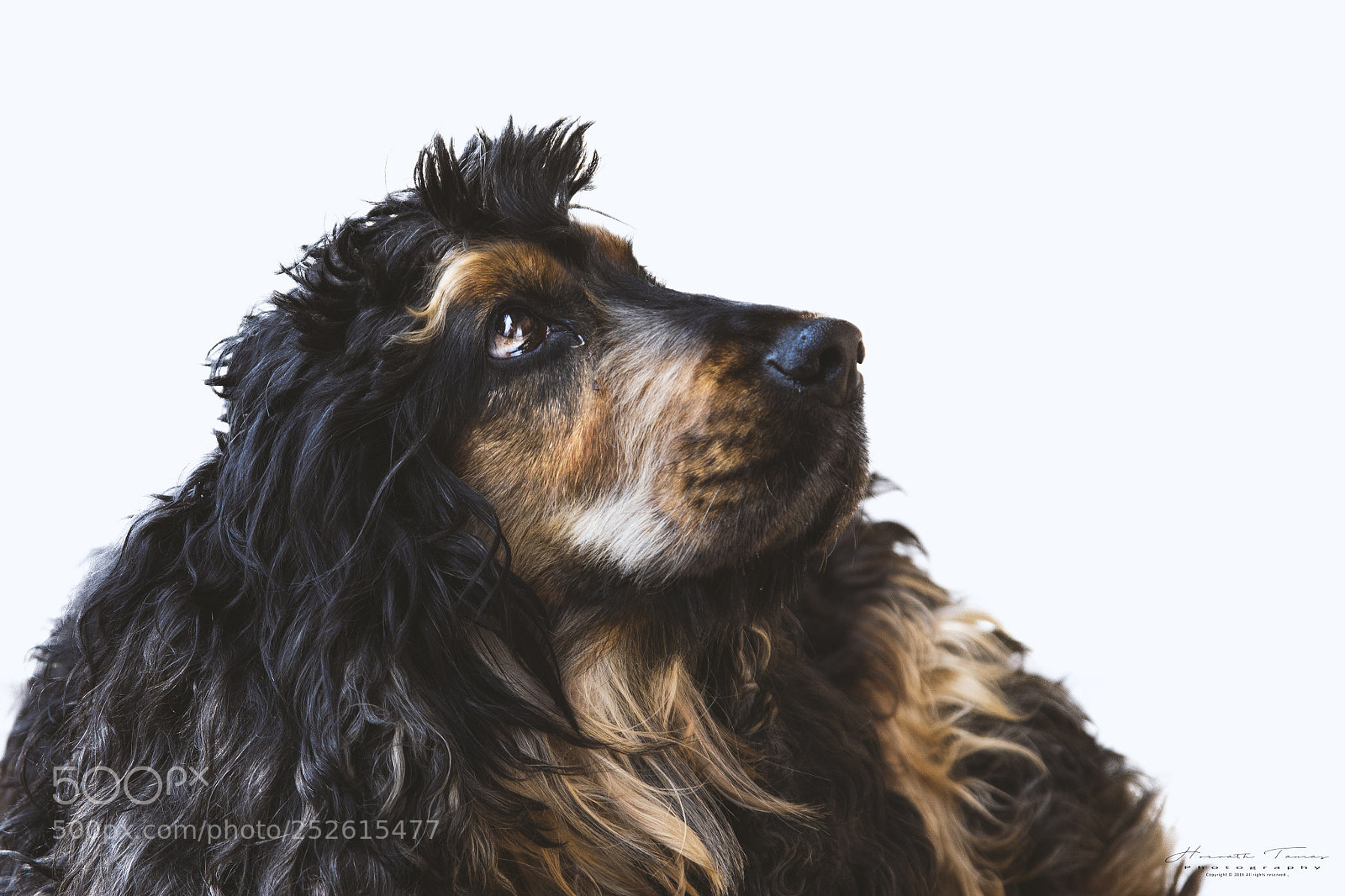 Nikon D3300 sample photo. Spaniel profil photography