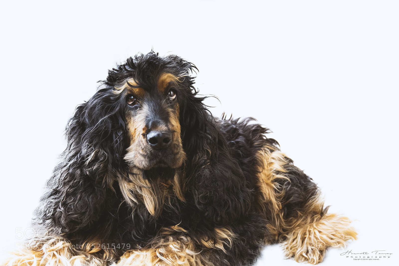 Nikon D3300 sample photo. Spaniel photography