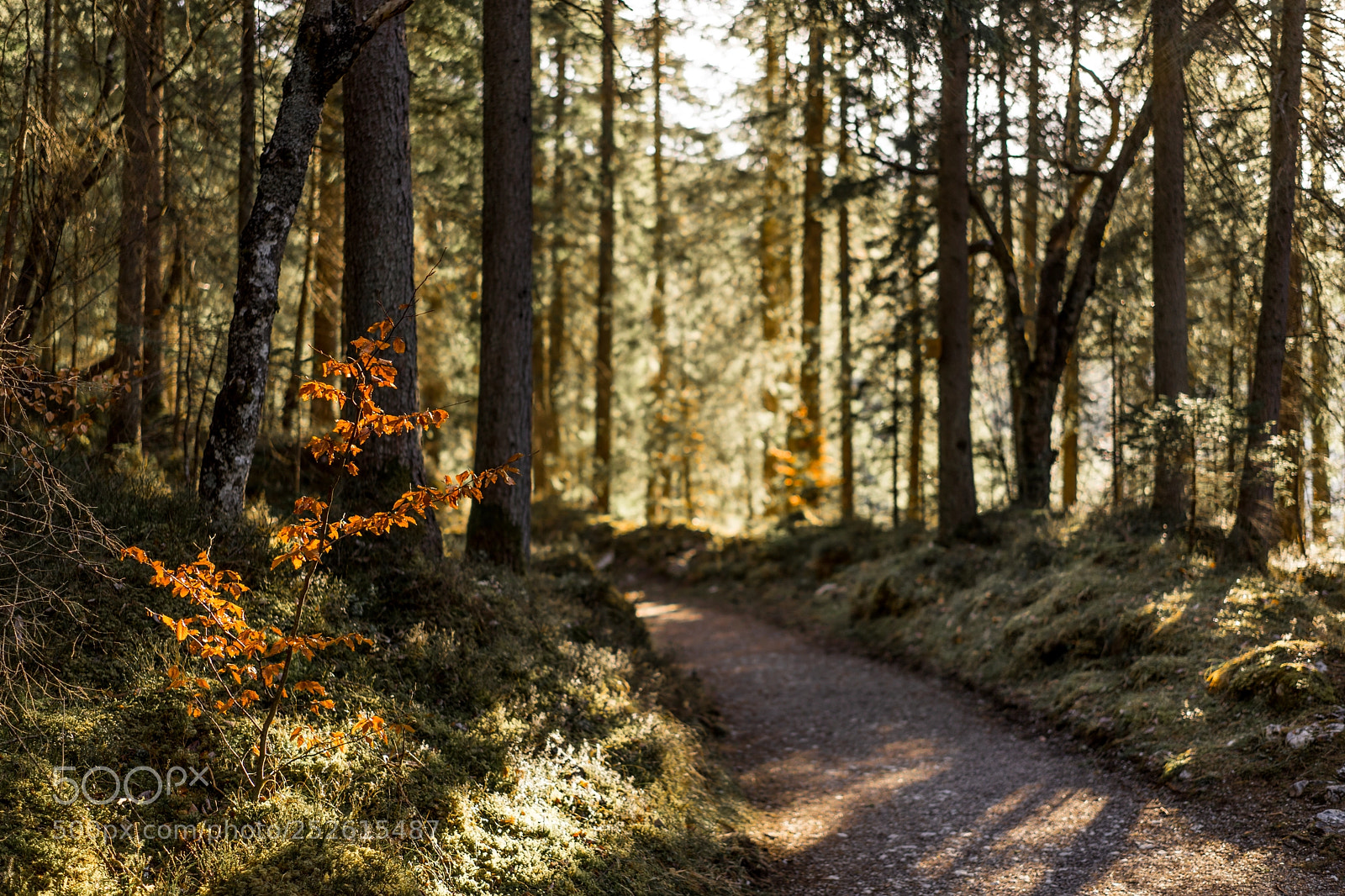 Sony a7 II sample photo. The path photography