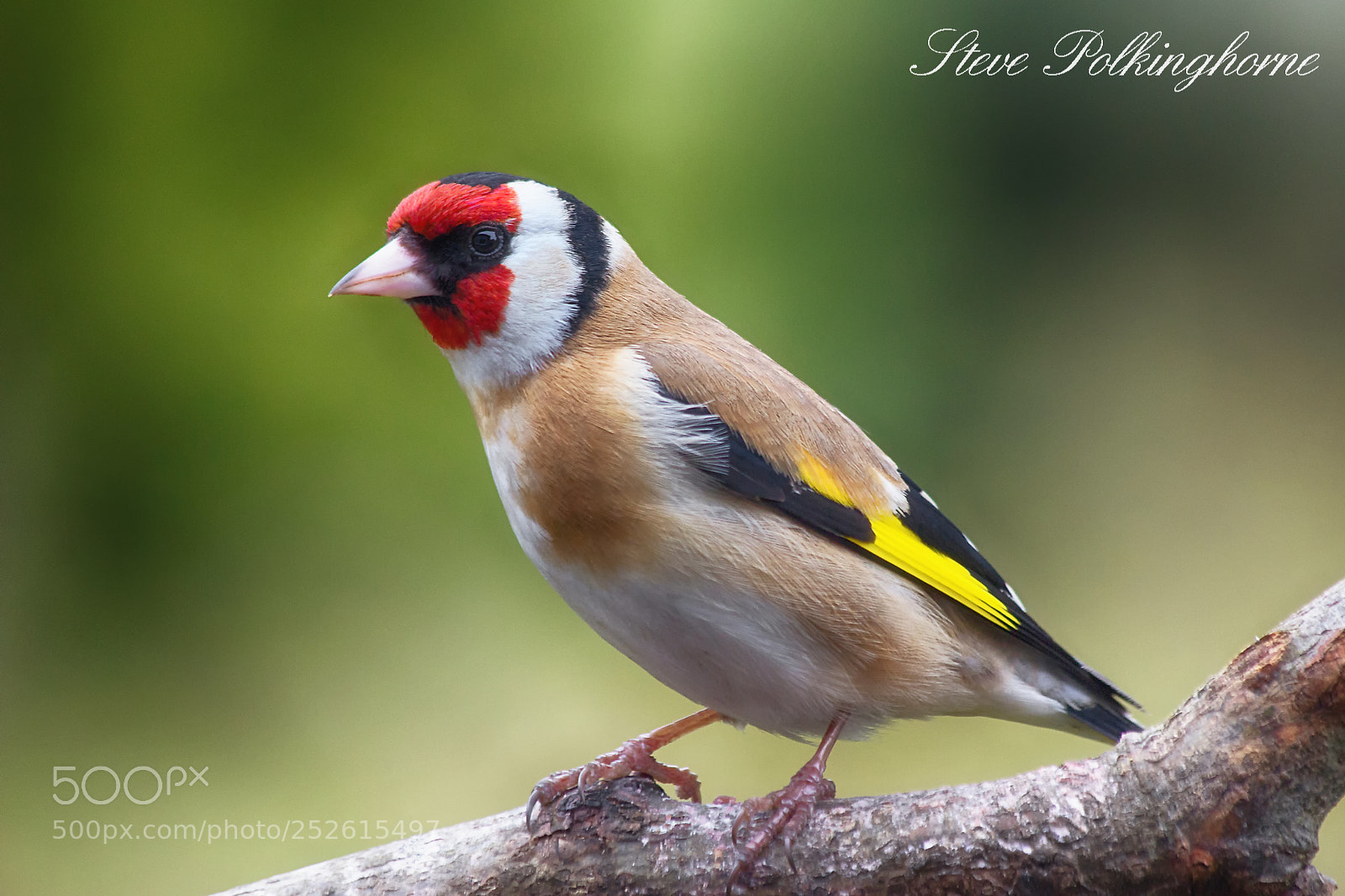 Canon EOS 600D (Rebel EOS T3i / EOS Kiss X5) sample photo. Goldfinch photography
