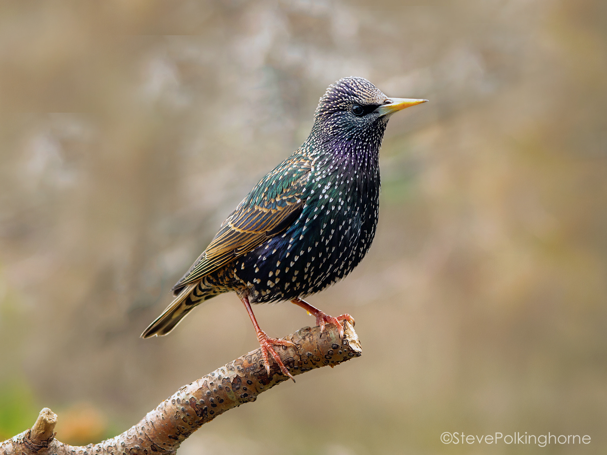 Olympus E-410 (EVOLT E-410) sample photo. Starling photography