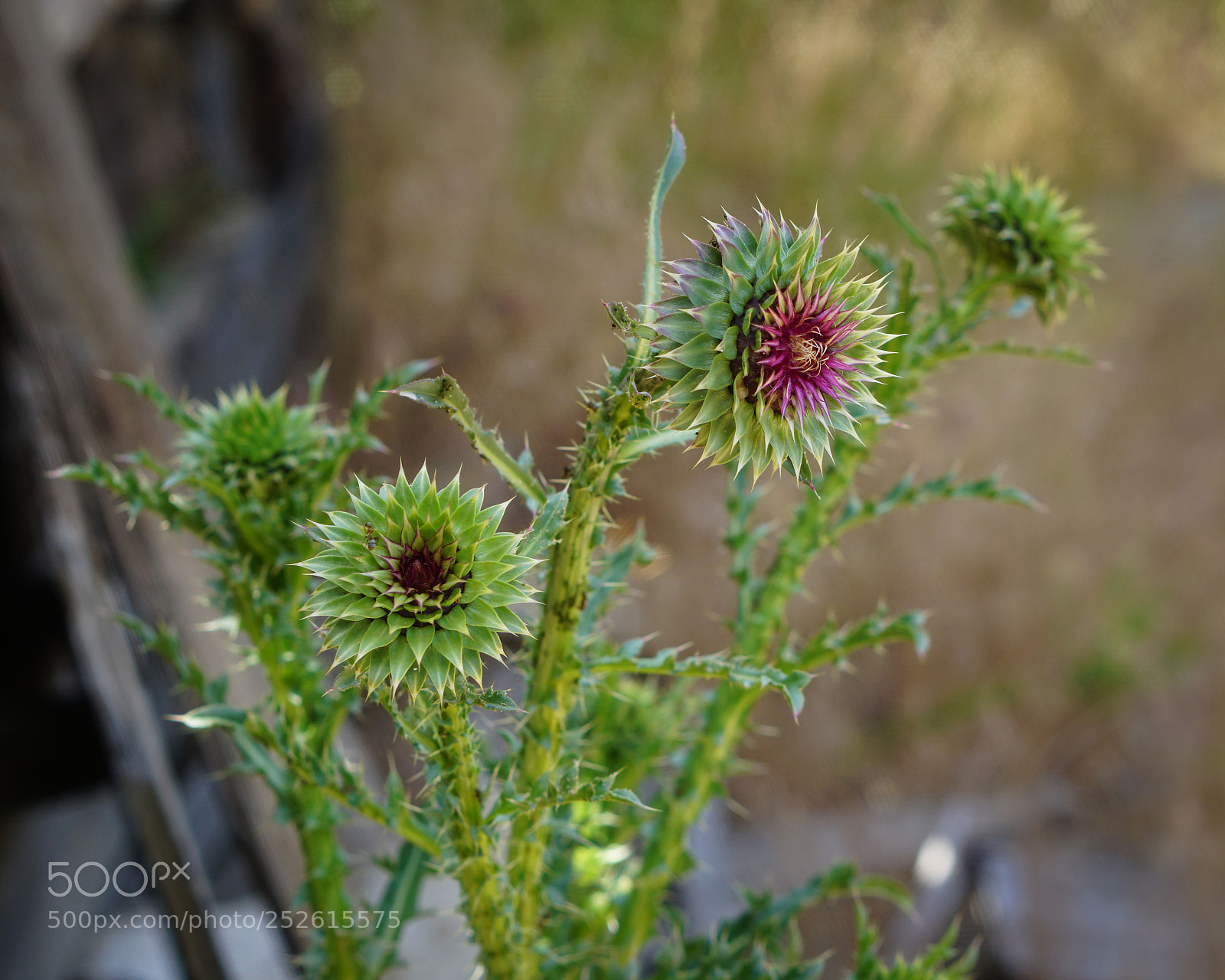 Sony a6000 sample photo. Thistle blooms photography