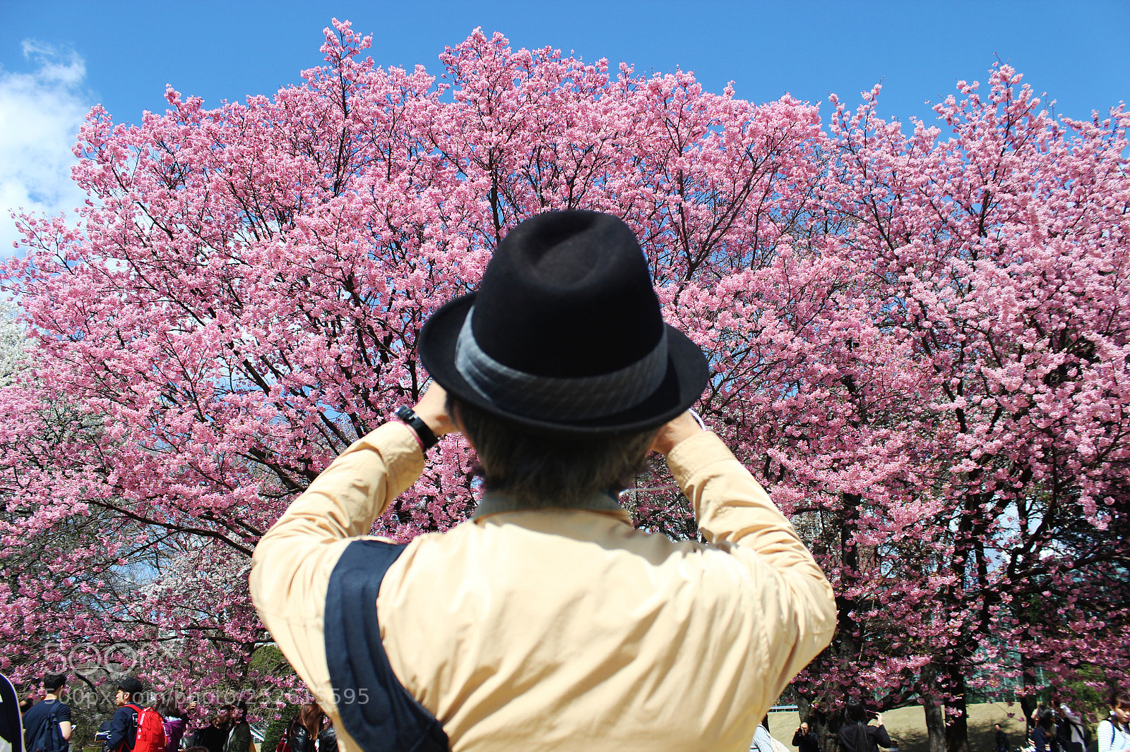 Canon EOS 600D (Rebel EOS T3i / EOS Kiss X5) sample photo. Sakura photography