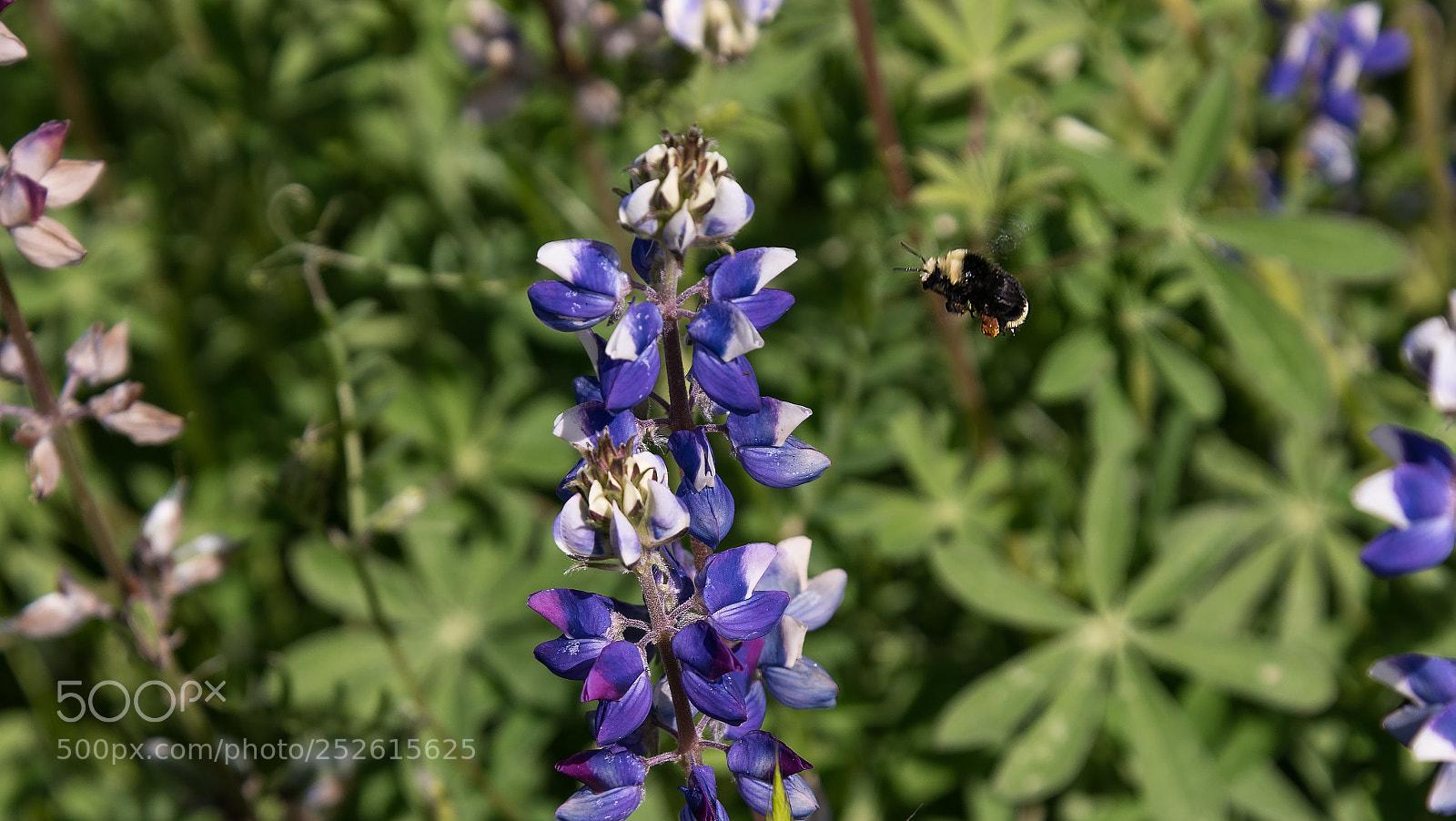 Nikon D850 sample photo. Pollination in action photography
