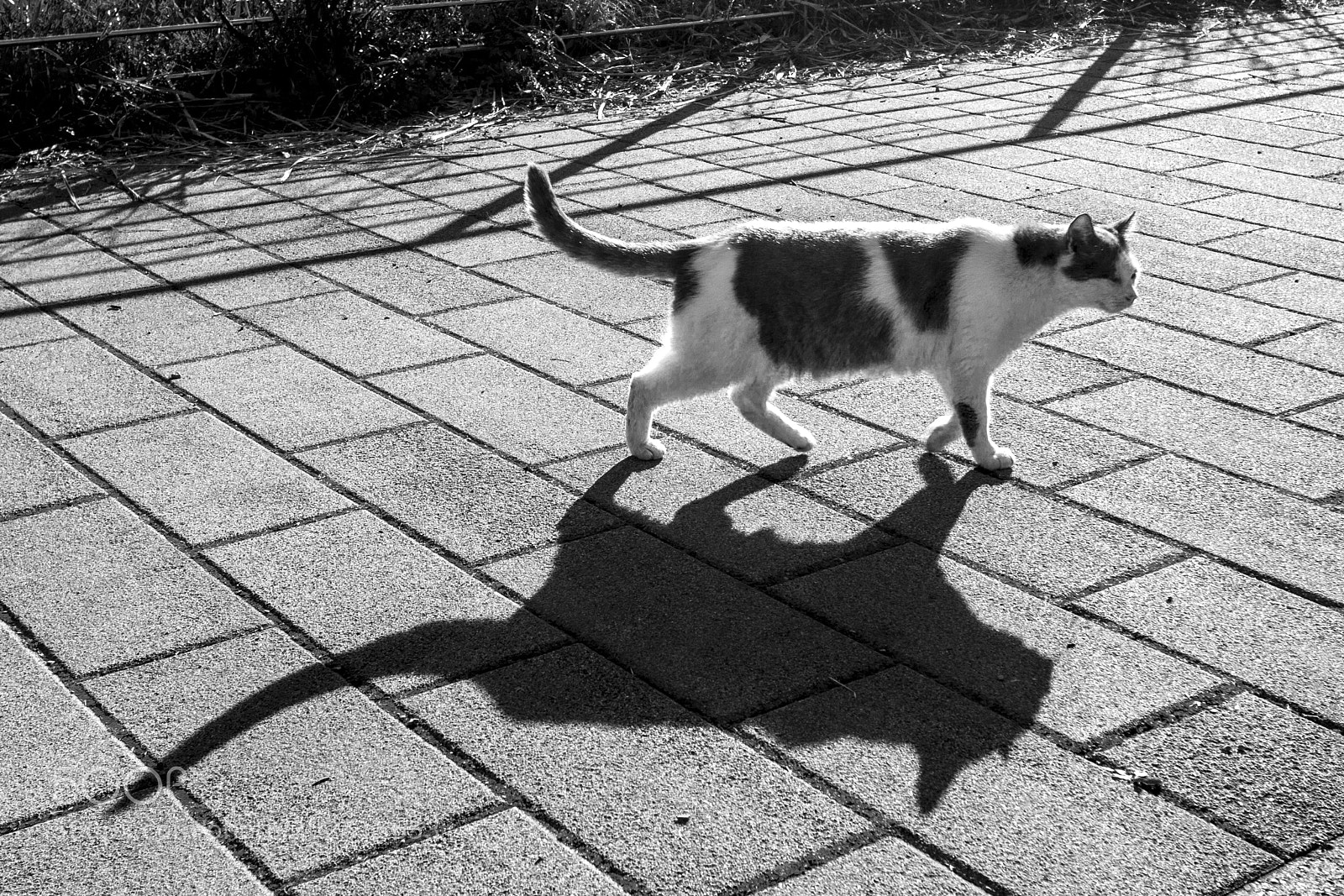 Canon EOS 60D sample photo. Il gatto in passeggiata photography