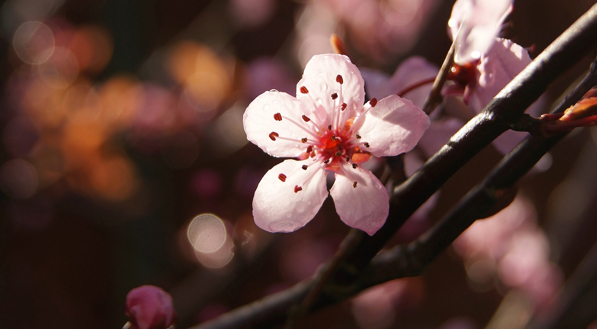 Sony Alpha DSLR-A380 sample photo. My pink plum ... photography