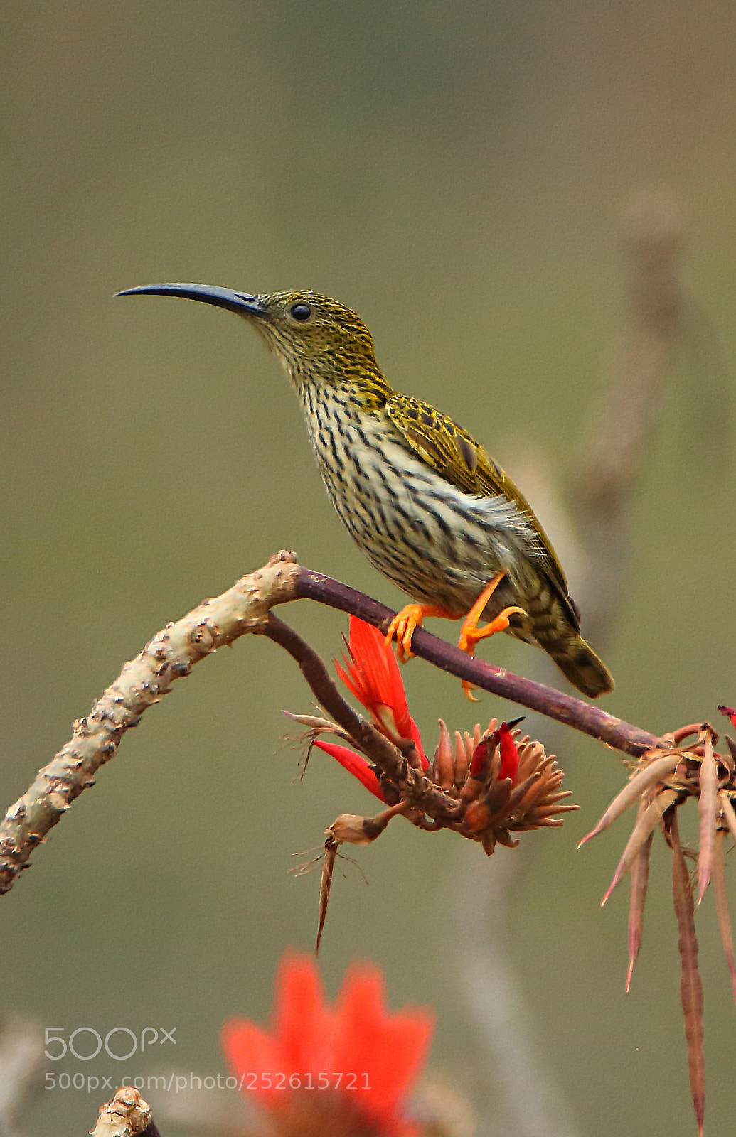 Canon EOS 760D (EOS Rebel T6s / EOS 8000D) sample photo. Streaked spiderhunter photography