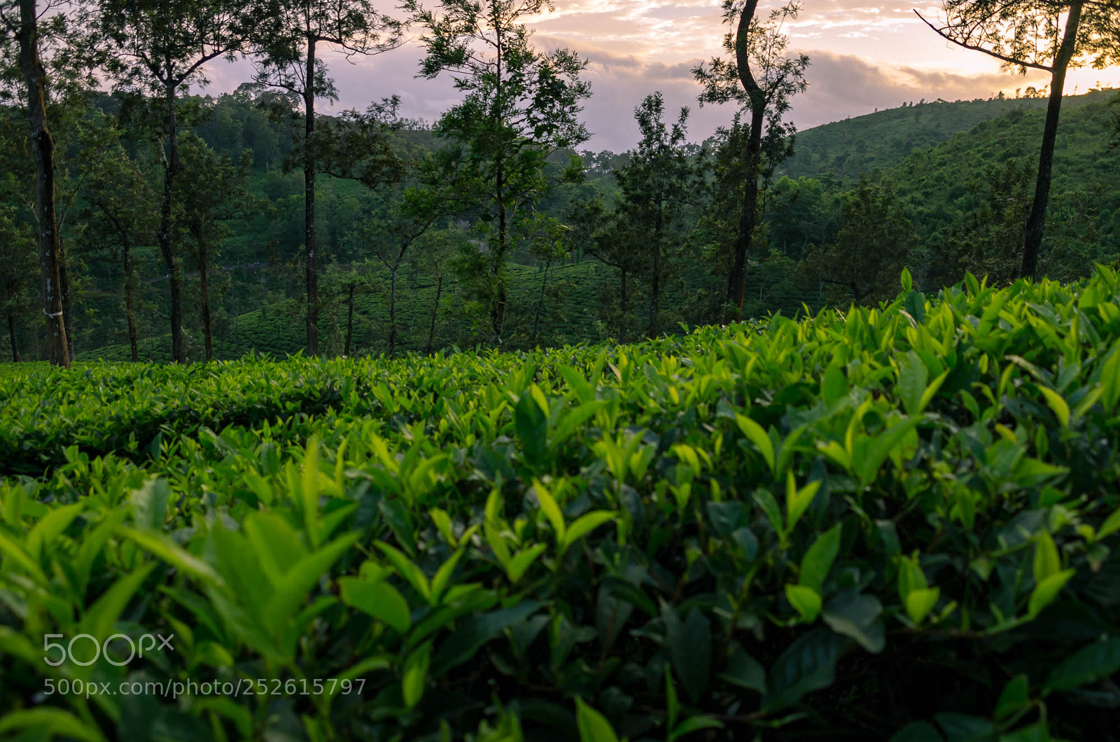 Pentax K-5 sample photo. Inside the tea garden photography