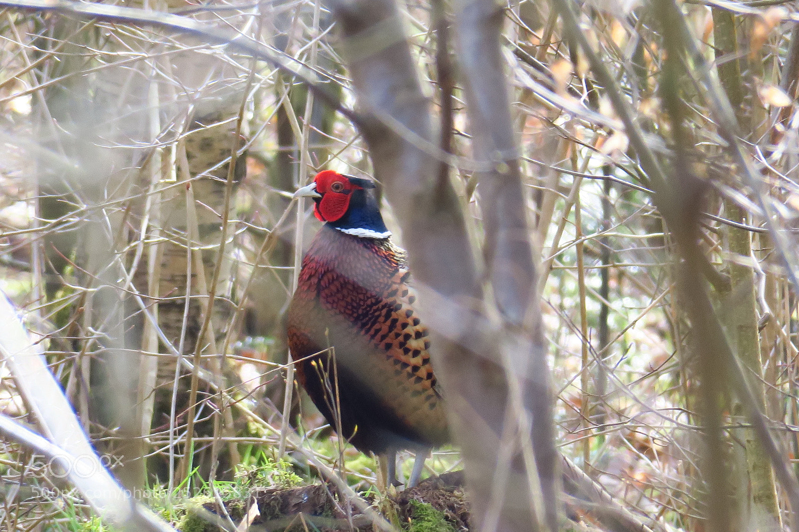 Canon PowerShot G3 X sample photo. Img photography