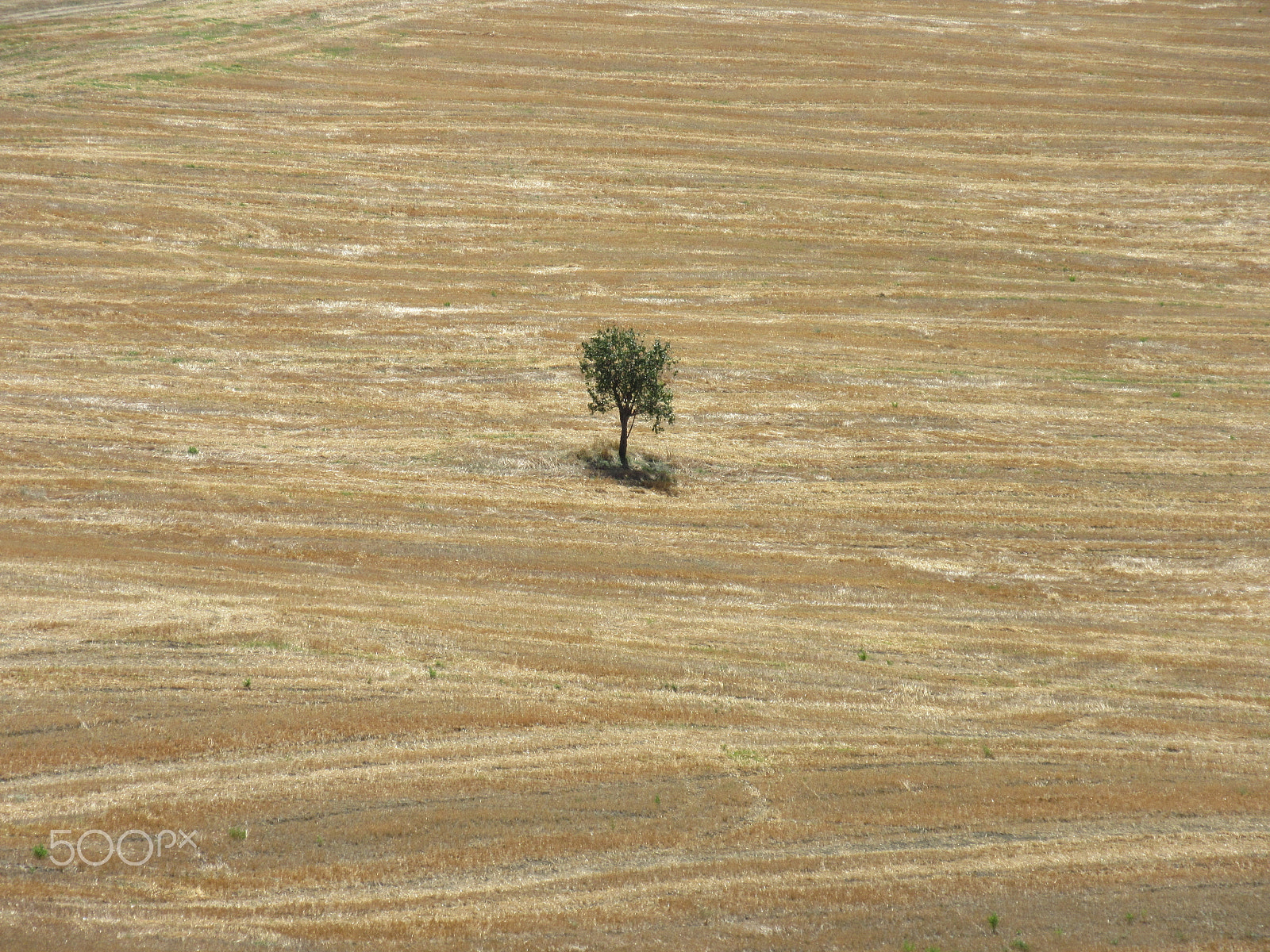 Canon PowerShot SX600 HS sample photo. The golden tree photography