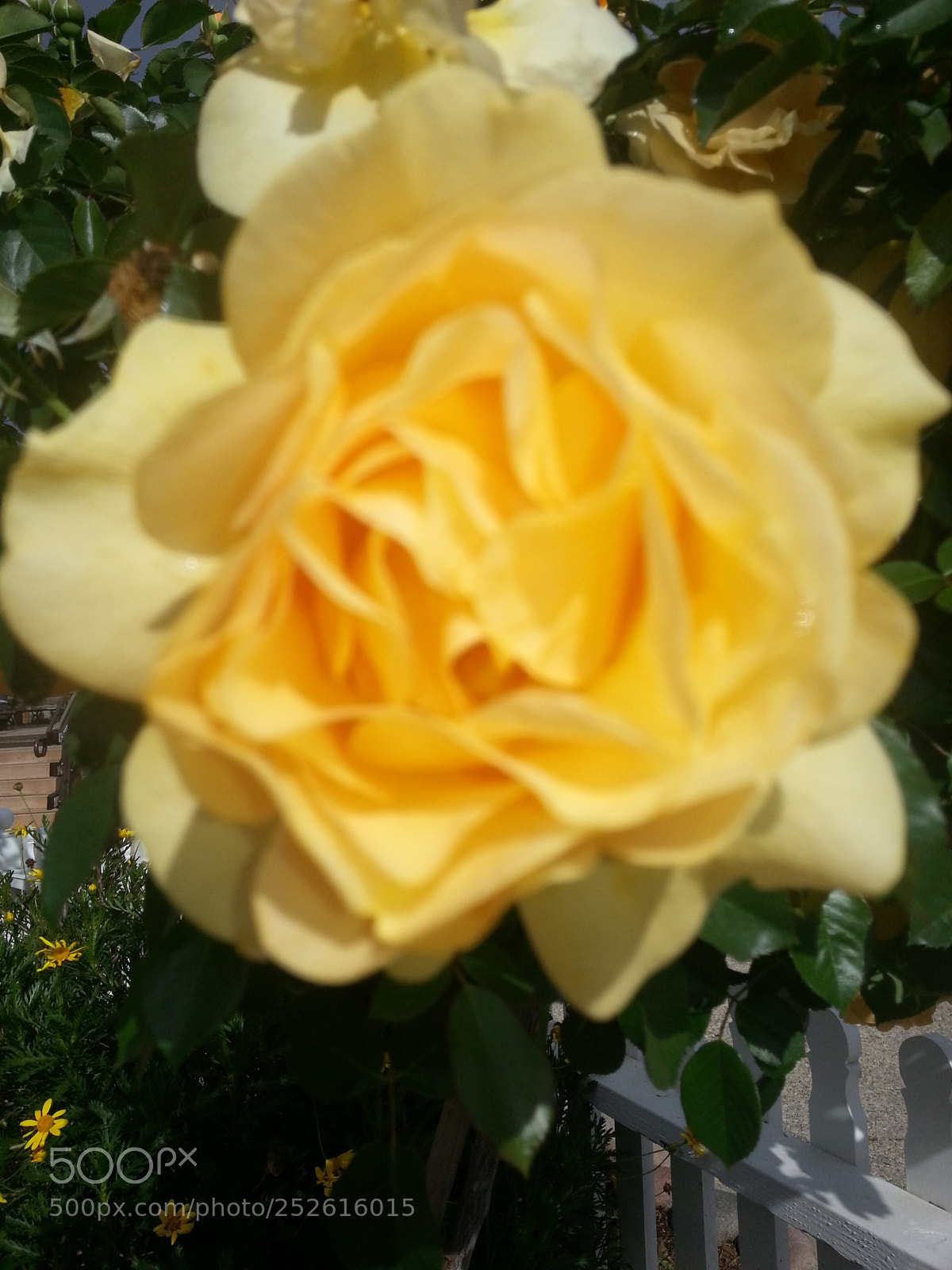 Samsung Galaxy S3 sample photo. Golden rose photography