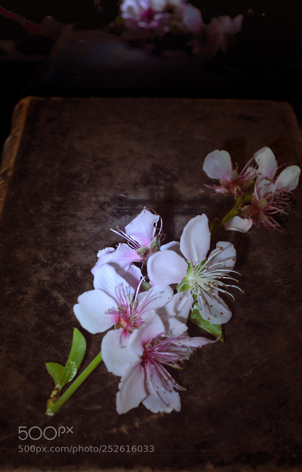 Nikon D5100 sample photo. Recordando photography